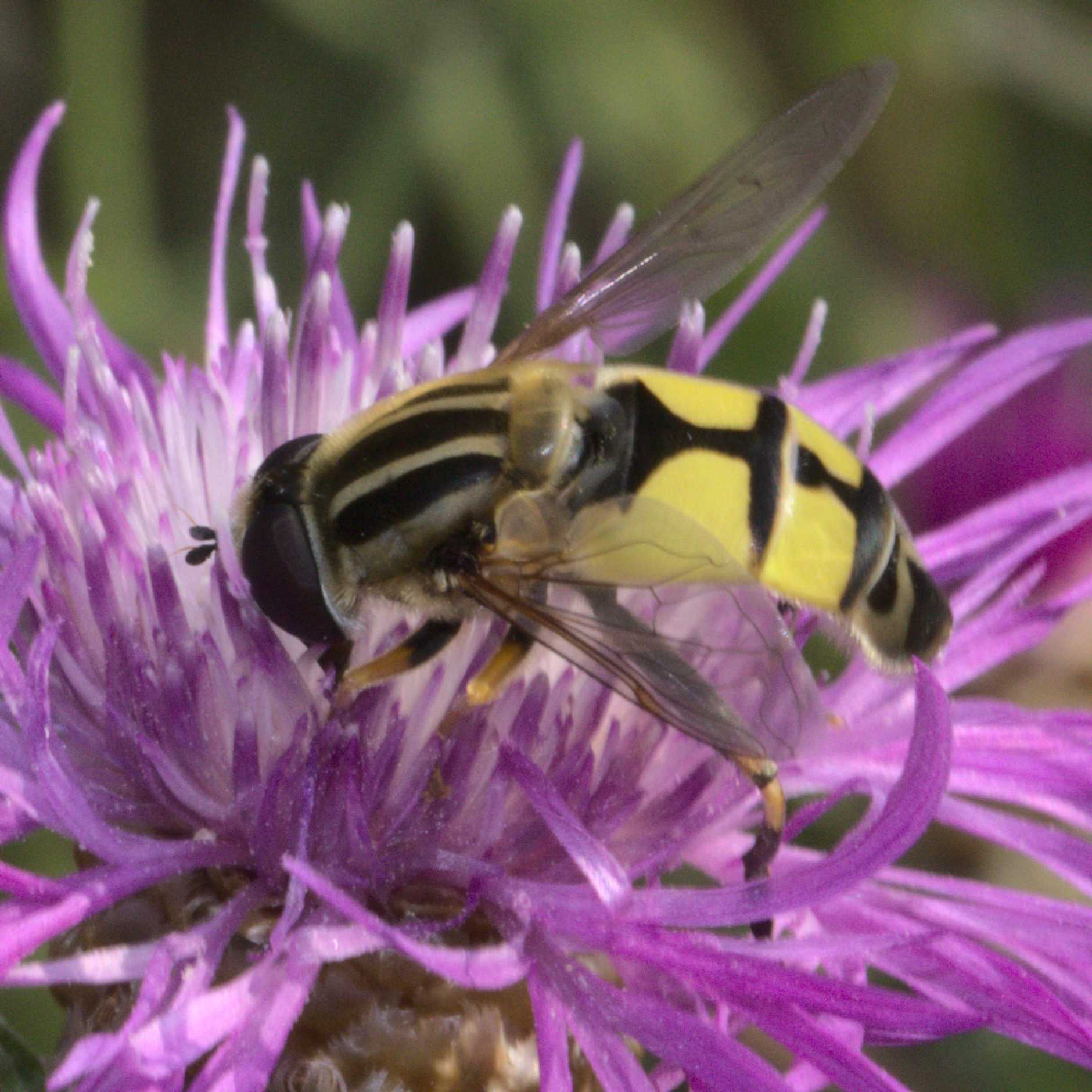 Große Sumpfschwebfliege (Helophilus trivittatus), Lokation: Deutschland | Nordrhein-Westfalen | Heinsberg | Wassenberg Kategorien: Fliegen, Familie: Syrphidae (Schwebfliegen), Datum: 12.08.2020