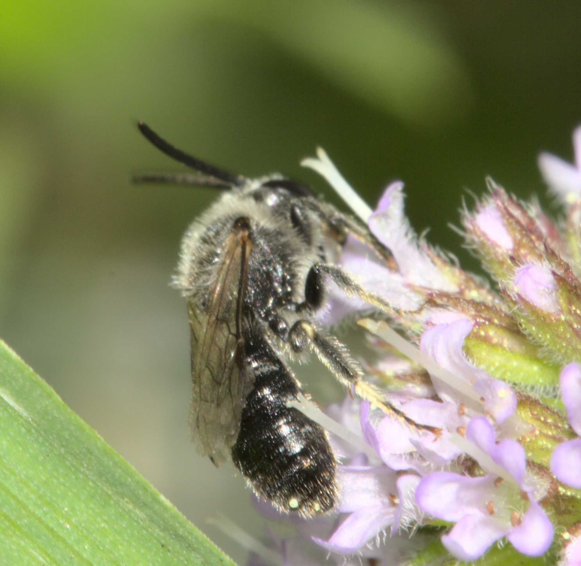 Lokation: Deutschland | Nordrhein-Westfalen | Heinsberg | Wassenberg Kategorien: Bienen, Hortus rusticus, Datum: 17.08.2020