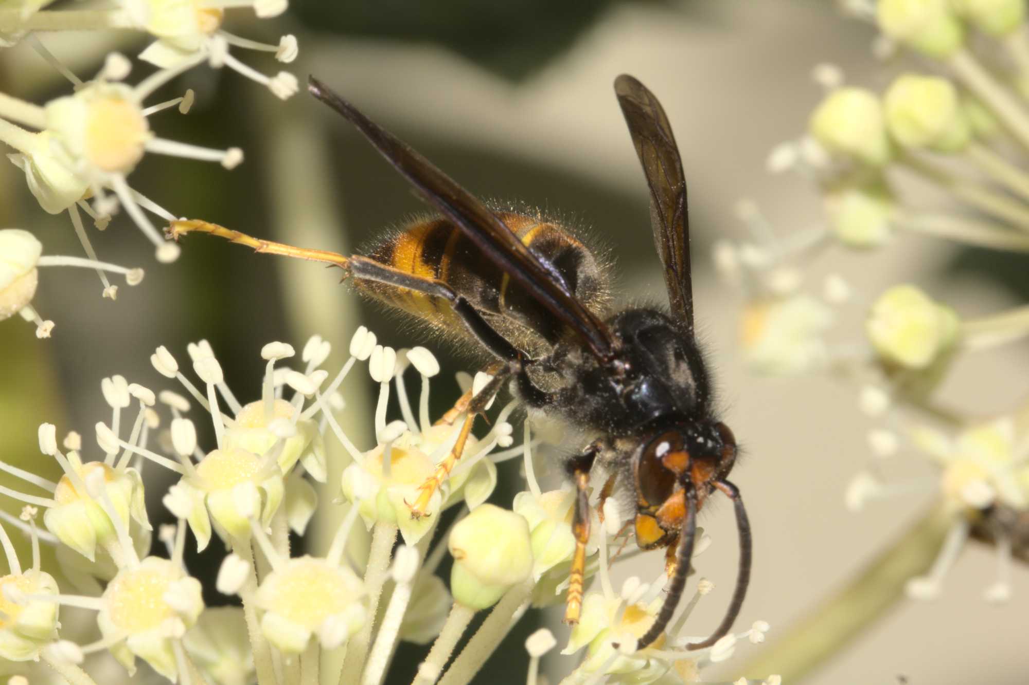 Asiatische Hornisse (Vespa velutina), Lokation: Deutschland | Nordrhein-Westfalen | Heinsberg | Wassenberg Kategorien: Insekten, Hortus rusticus, Familie: Vespidae (Faltenwespen), Datum: 01.11.2020