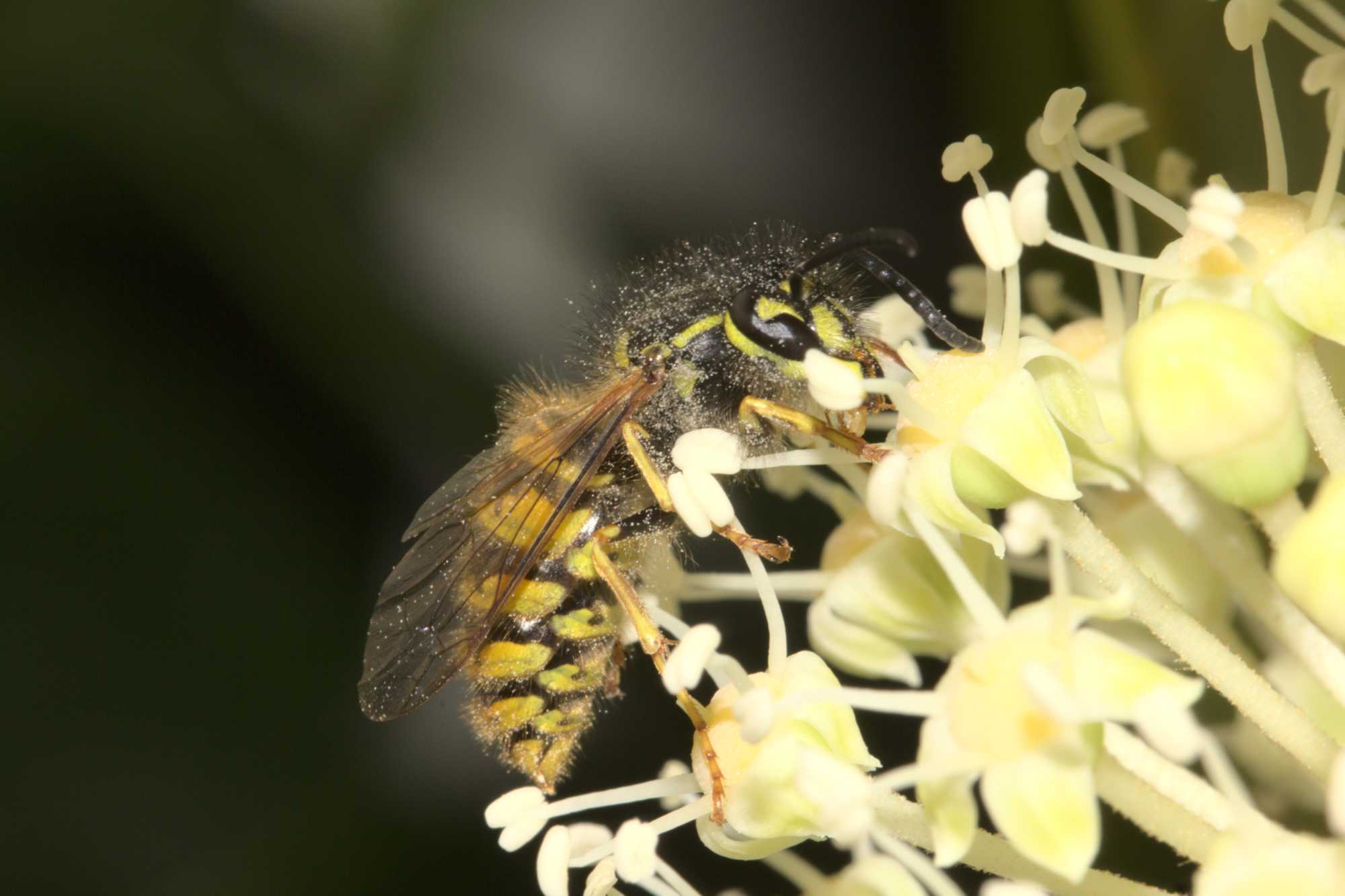 Deutsche Wespe (Vespula germanica), Lokation: Deutschland | Nordrhein-Westfalen | Heinsberg | Wassenberg Kategorien: Insekten, Hortus rusticus, Familie: Vespidae (Faltenwespen), Datum: 01.11.2020