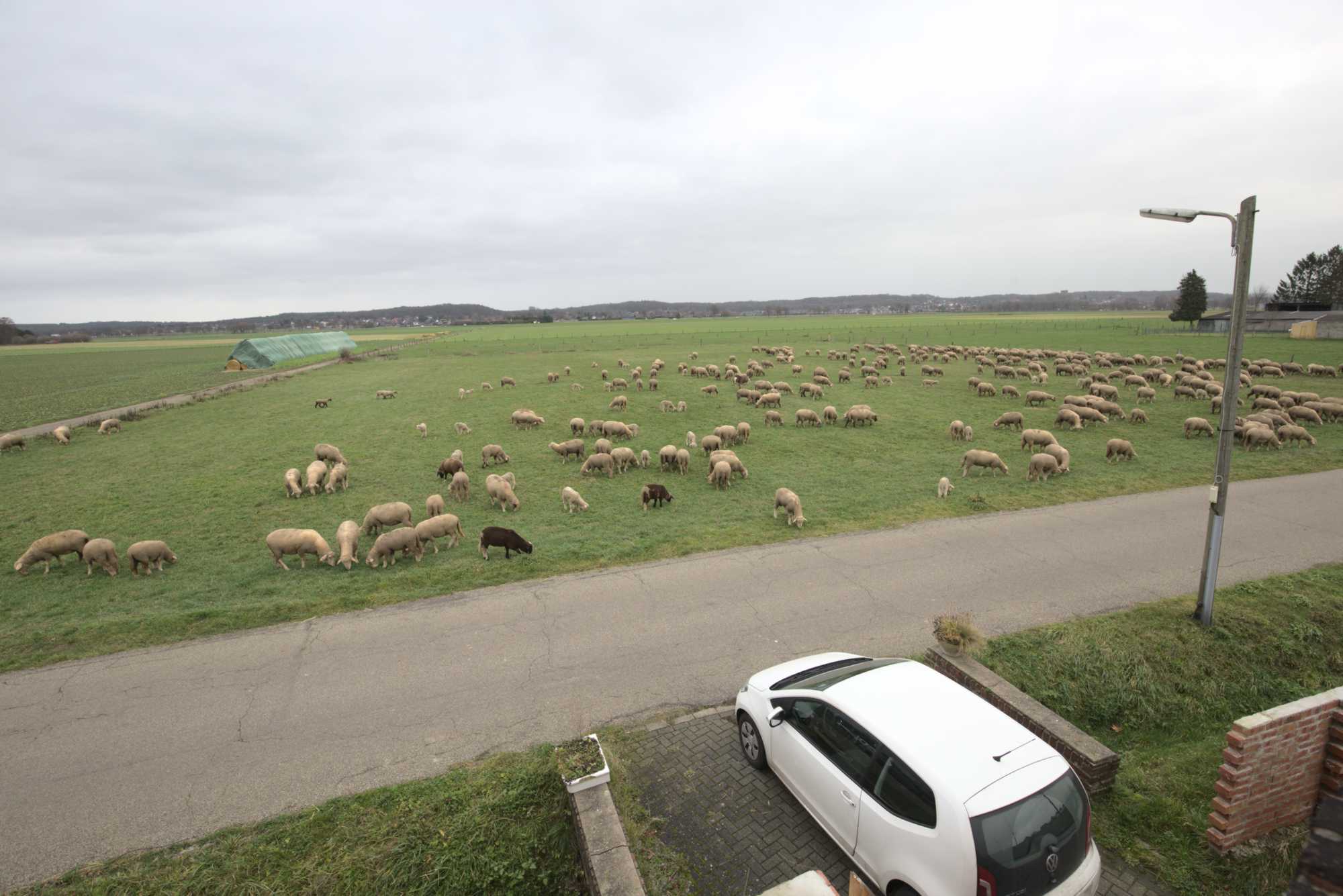 Lokation: Deutschland | Nordrhein-Westfalen | Heinsberg | Wassenberg Kategorien: Beweidung, Datum: 12.01.2020