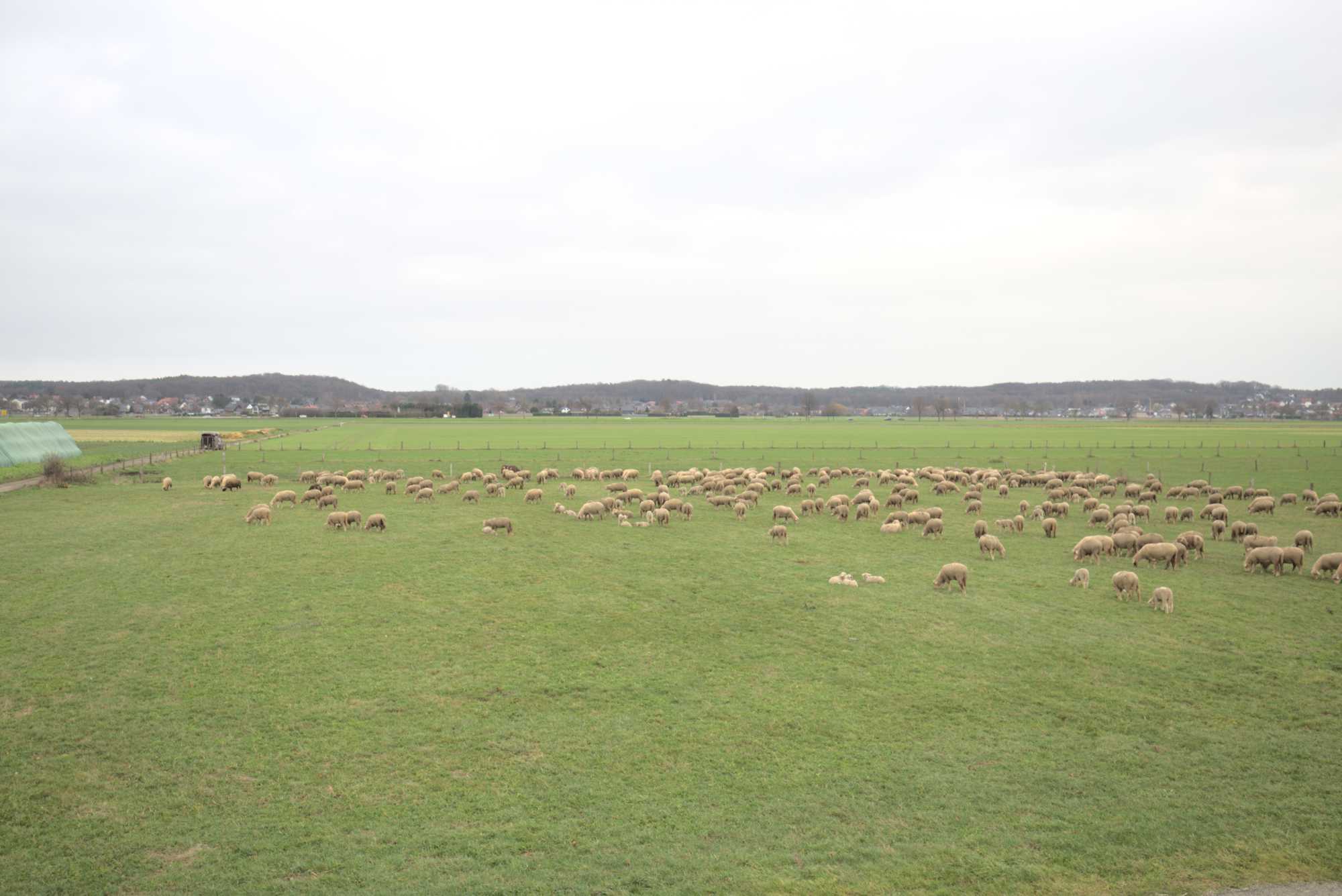 Lokation: Deutschland | Nordrhein-Westfalen | Heinsberg | Wassenberg Kategorien: Beweidung, Datum: 12.01.2020