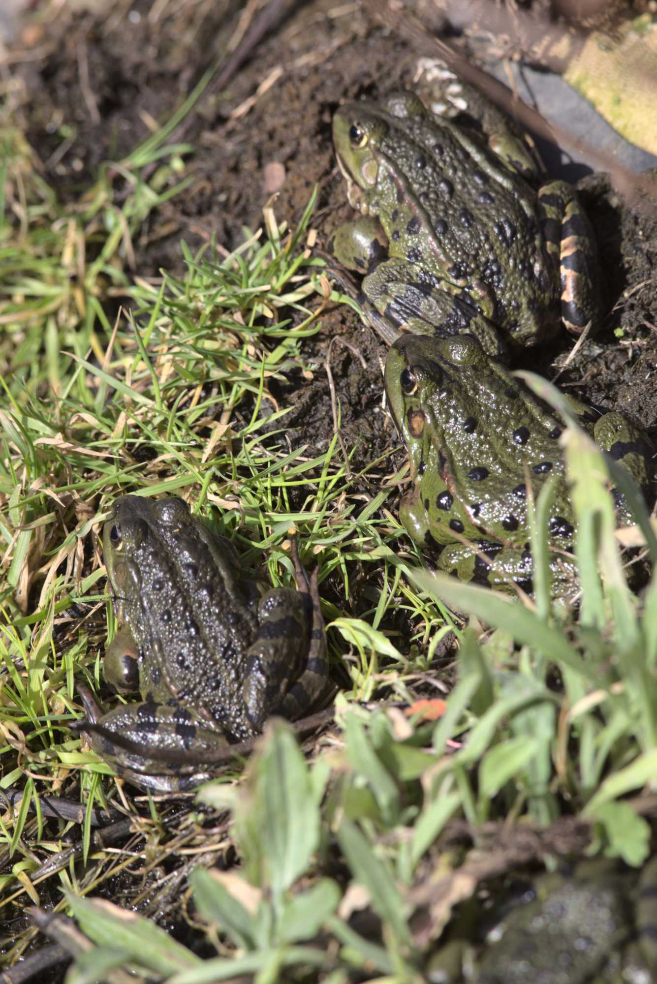 Lokation: Deutschland | Nordrhein-Westfalen | Heinsberg | Wassenberg Kategorien: Frösche, Hortus rusticus, Datum: 24.02.2021