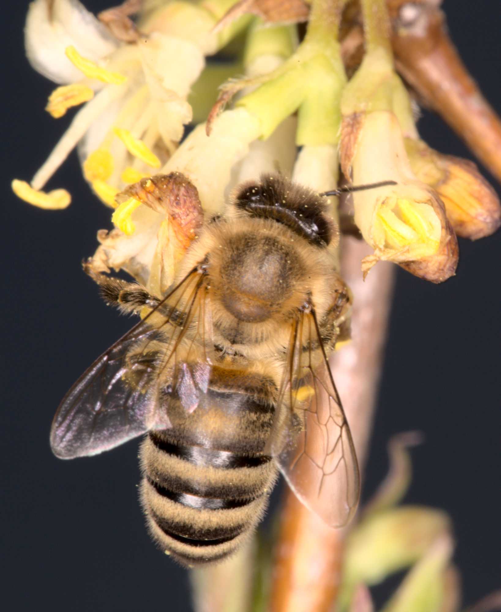 Lokation: Deutschland | Nordrhein-Westfalen | Heinsberg | Wassenberg Kategorien: Bienen, Datum: 03.03.2021