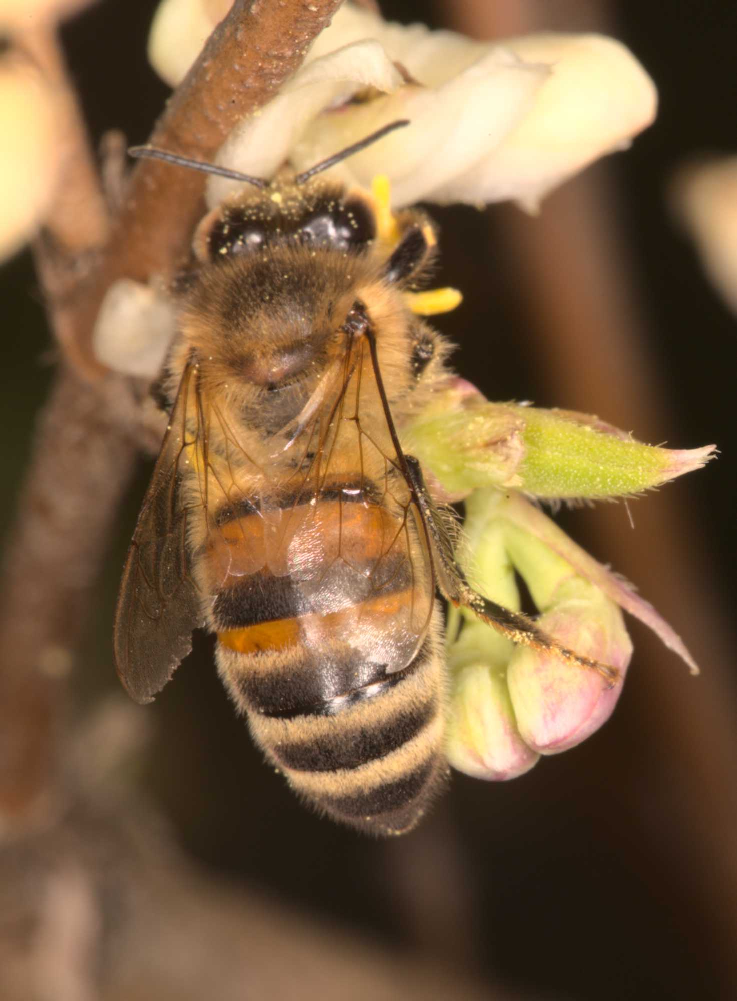 Lokation: Deutschland | Nordrhein-Westfalen | Heinsberg | Wassenberg Kategorien: Bienen, Datum: 03.03.2021