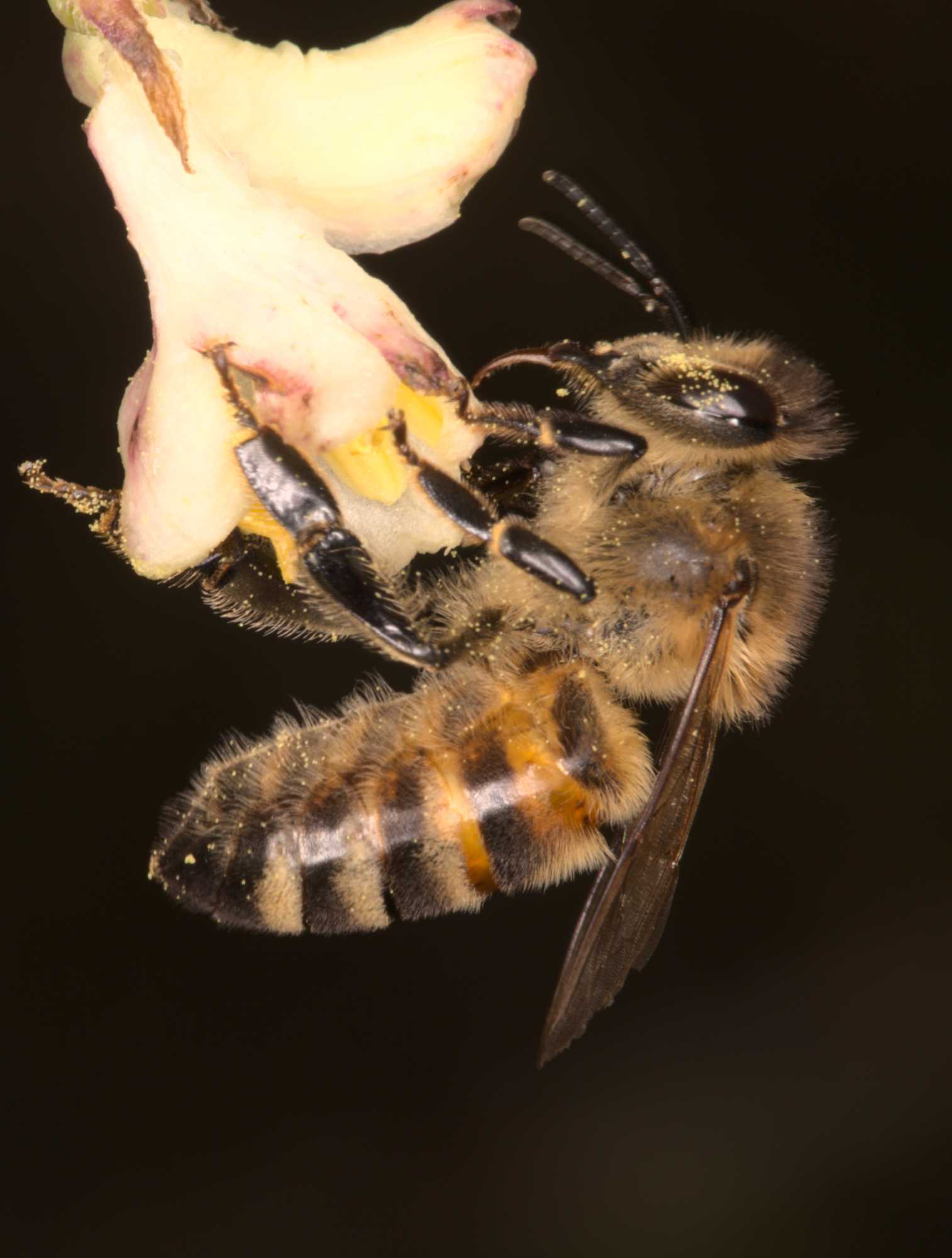 Lokation: Deutschland | Nordrhein-Westfalen | Heinsberg | Wassenberg Kategorien: Bienen, Datum: 03.03.2021
