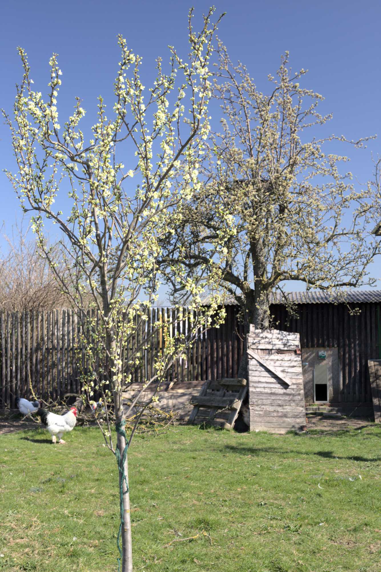 Lokation: Deutschland | Nordrhein-Westfalen | Heinsberg | Wassenberg Kategorien: Streuobstwiese, Hortus rusticus, Datum: 31.03.2021