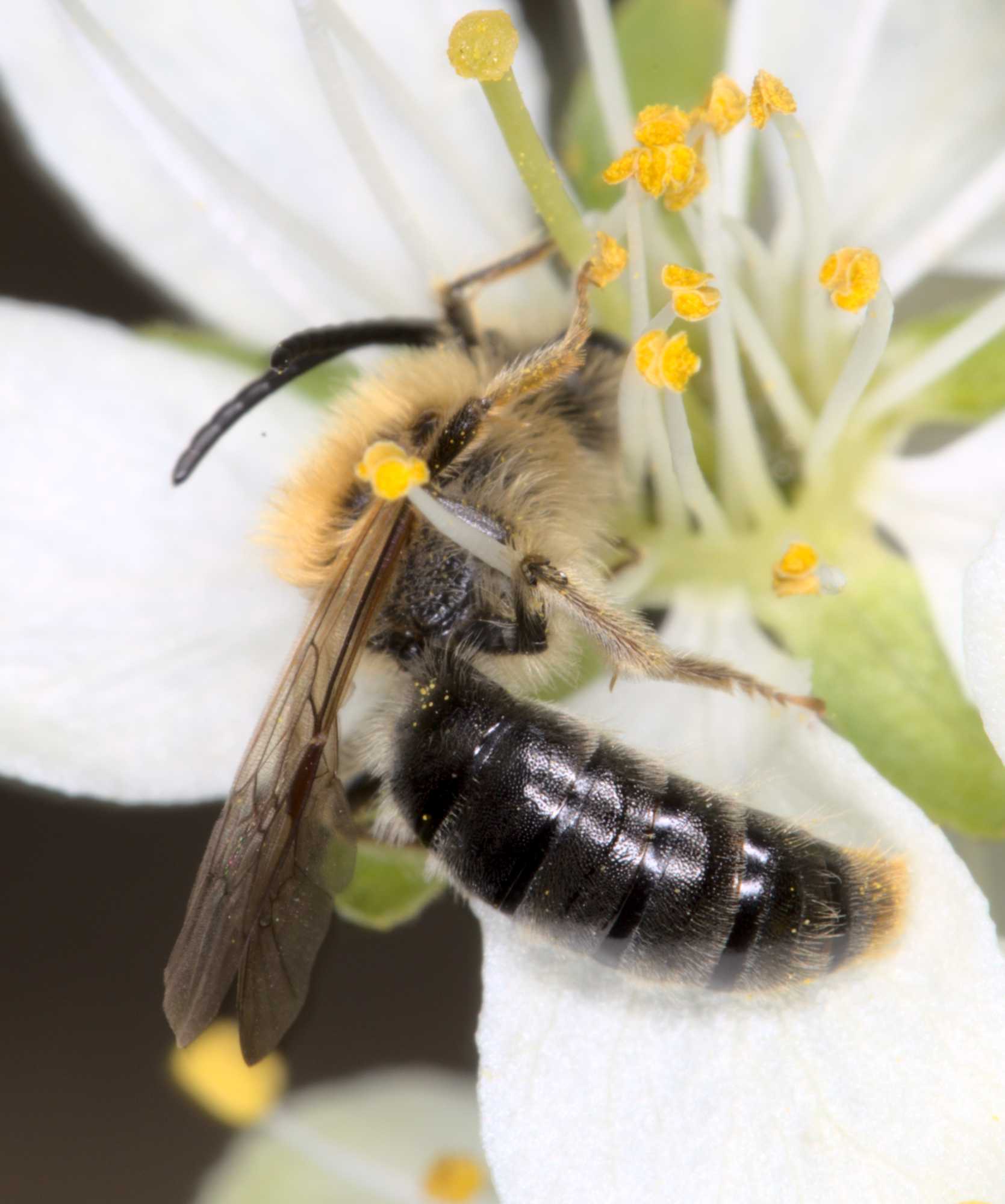 Rotschopfige Sandbiene (Andrena haemorrhoa), Lokation: Deutschland | Nordrhein-Westfalen | Heinsberg | Wassenberg Kategorien: Bienen, Hortus rusticus, Familie: Andrenidae (Sandbienen), Datum: 01.04.2021