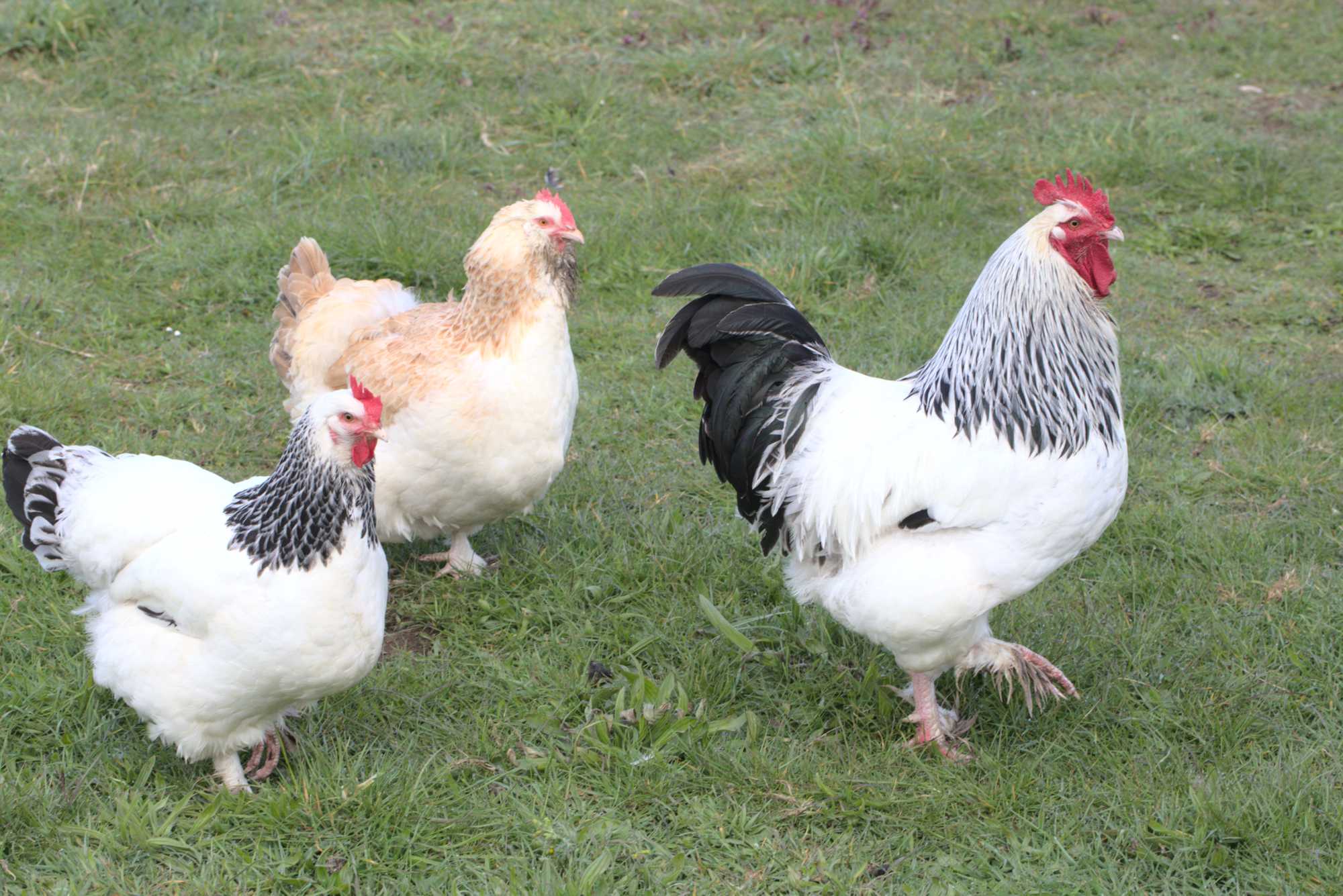 Lokation: Deutschland | Nordrhein-Westfalen | Heinsberg | Wassenberg Kategorien: Hühner, Hortus rusticus, Datum: 18.04.2021