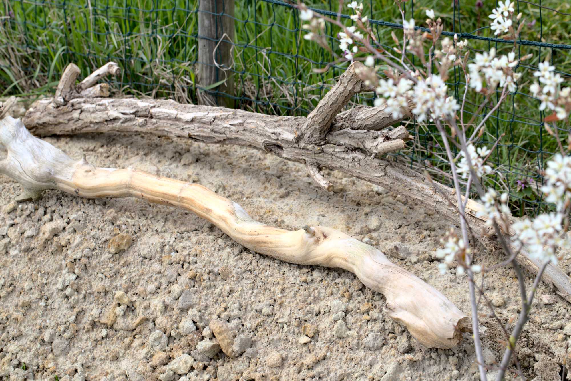 Lokation: Deutschland | Nordrhein-Westfalen | Heinsberg | Wassenberg Kategorien: Naturmodul, Datum: 18.04.2021