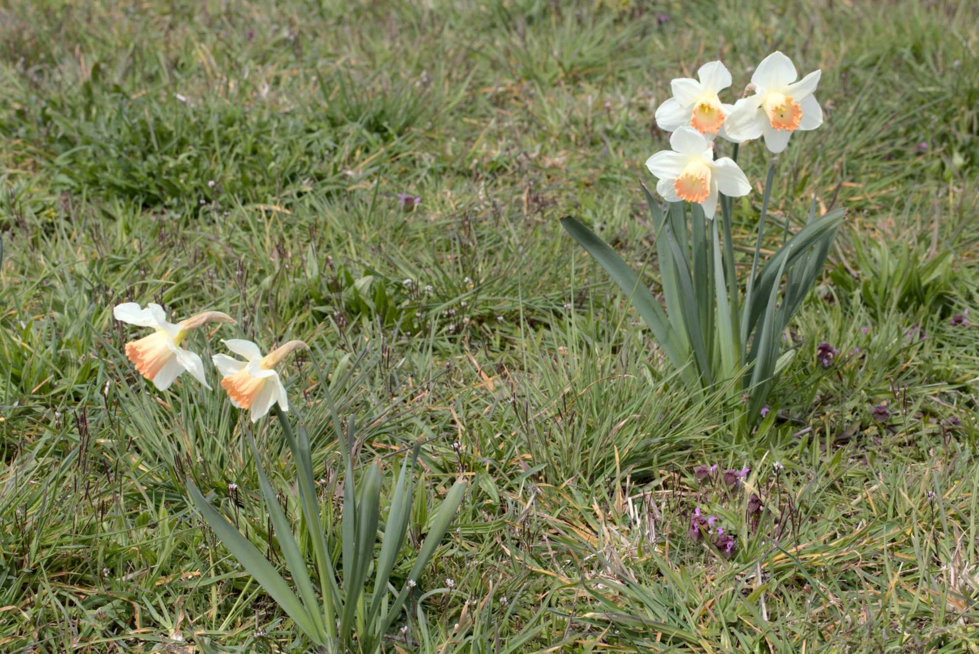 Lokation: Deutschland | Nordrhein-Westfalen | Heinsberg | Wassenberg Kategorien: Vegetation, Hortus rusticus, Datum: 18.04.2021