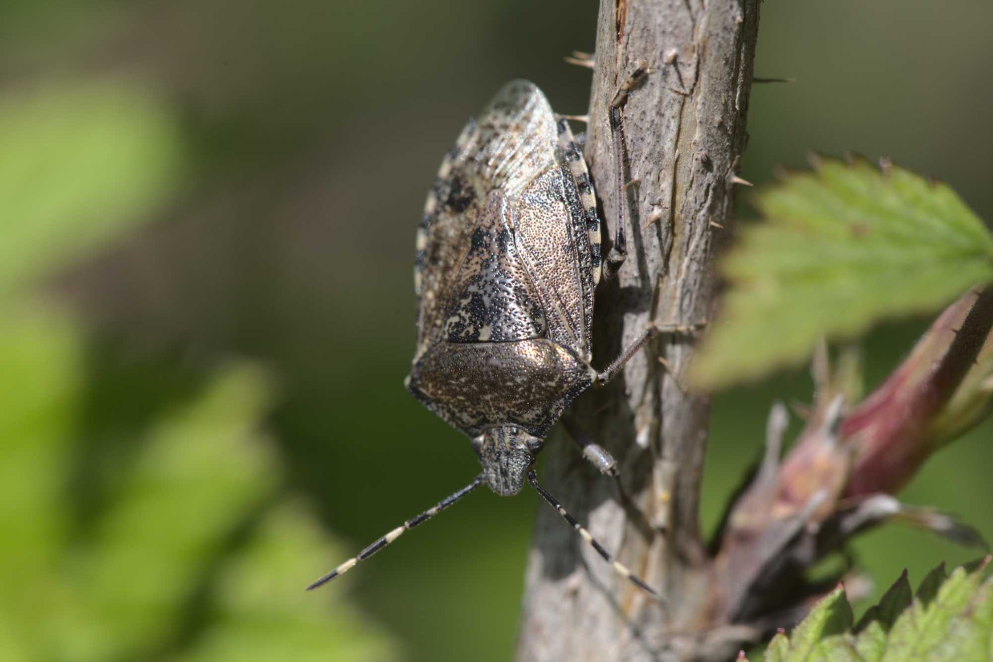 Lokation: Deutschland | Nordrhein-Westfalen | Heinsberg | Wassenberg Kategorien: Insekten, Datum: 25.04.2021