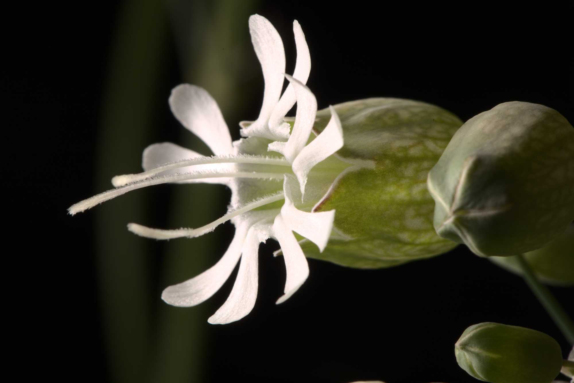Lokation: Deutschland | Nordrhein-Westfalen | Heinsberg | Wassenberg Kategorien: Blüte, Hortus rusticus, Datum: 26.04.2021