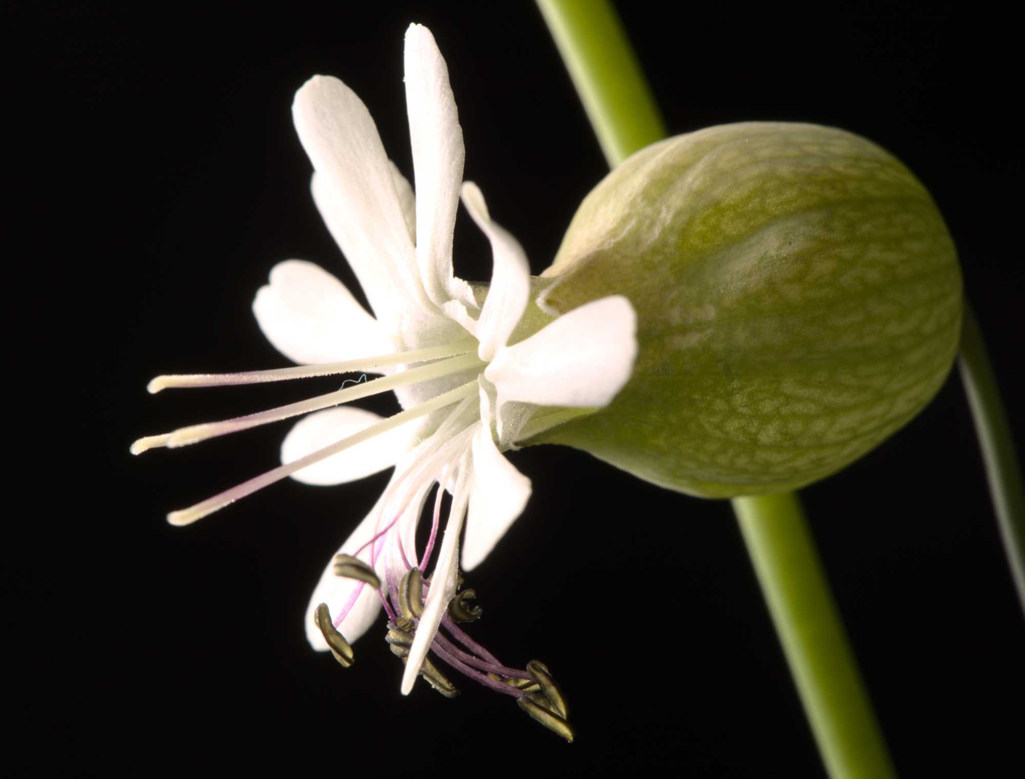 Lokation: Deutschland | Nordrhein-Westfalen | Heinsberg | Wassenberg Kategorien: Blüte, Hortus rusticus, Datum: 26.04.2021