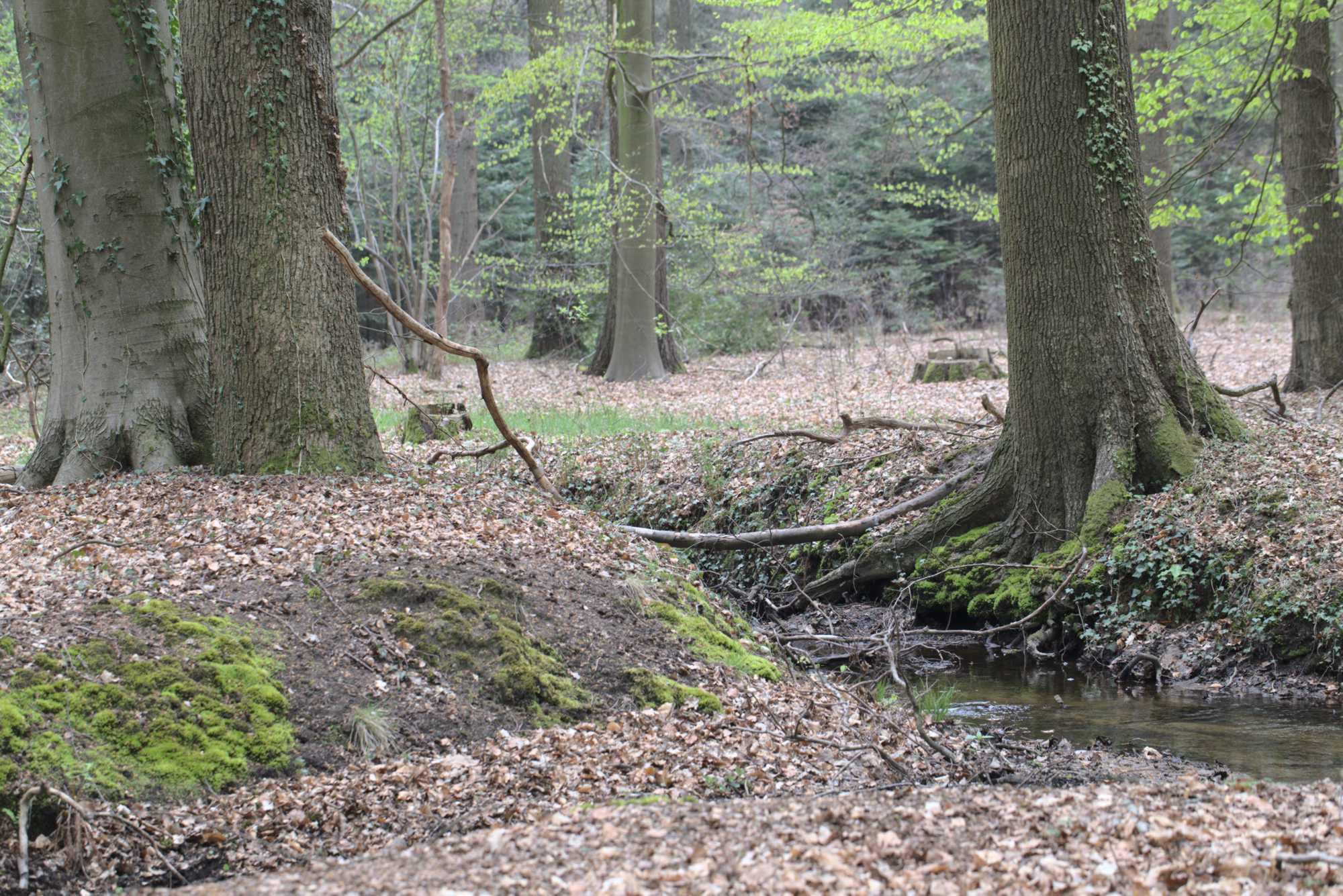 Lokation: Deutschland | Nordrhein-Westfalen | Heinsberg | Wassenberg Kategorien: Bach, Datum: 30.04.2021