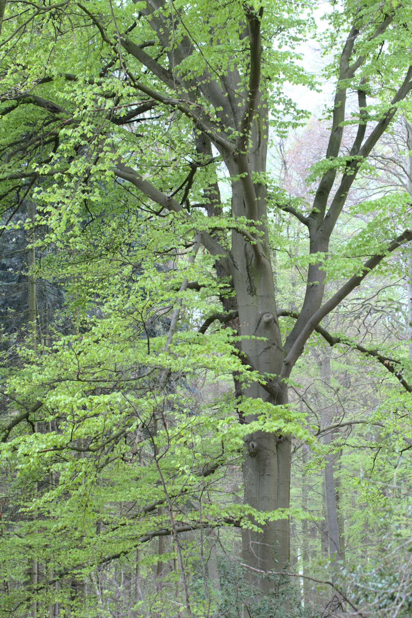 Lokation: Deutschland | Nordrhein-Westfalen | Heinsberg | Wassenberg Kategorien: Baum, Datum: 30.04.2021