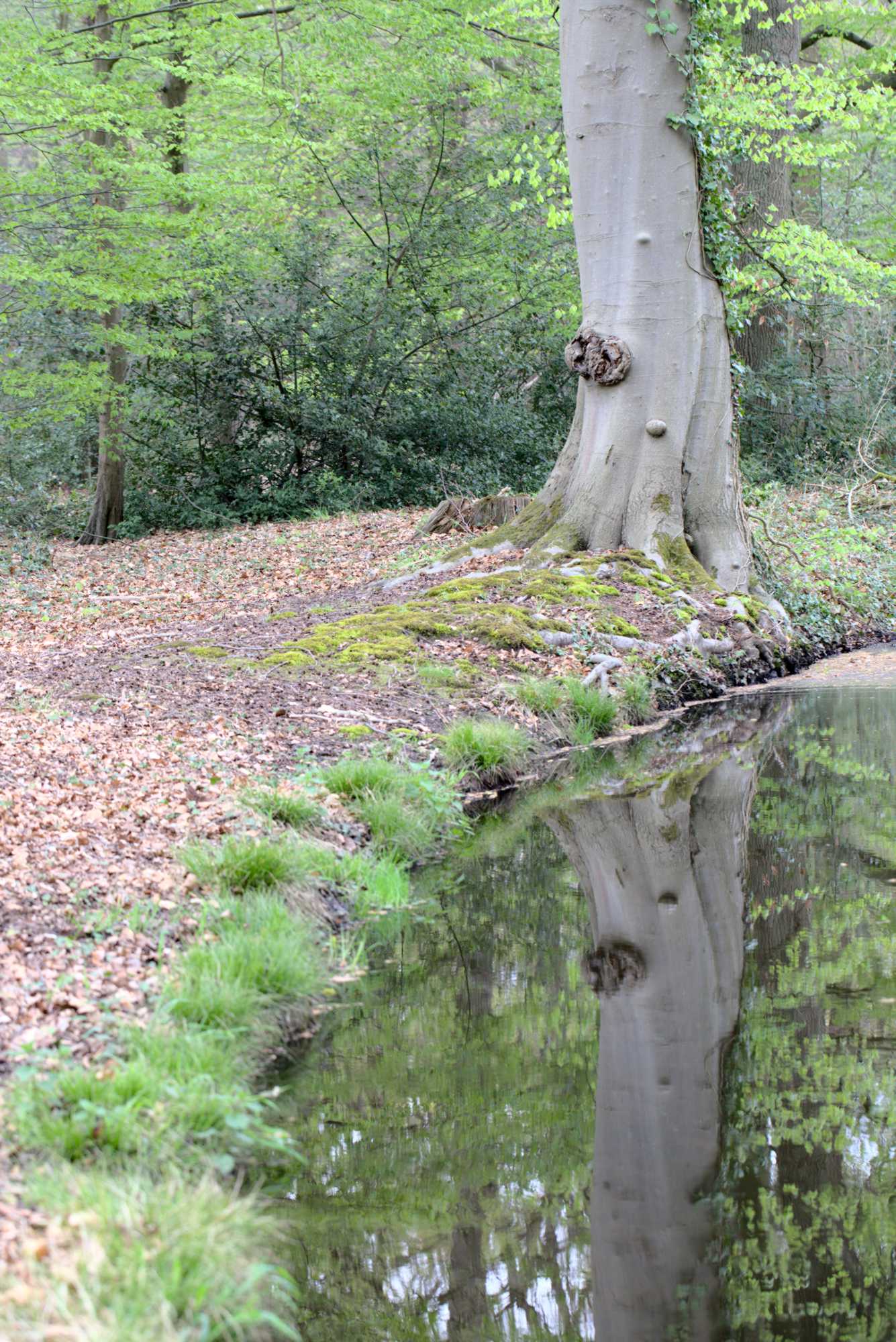 Lokation: Deutschland | Nordrhein-Westfalen | Heinsberg | Wassenberg Kategorien: Bach, Datum: 30.04.2021