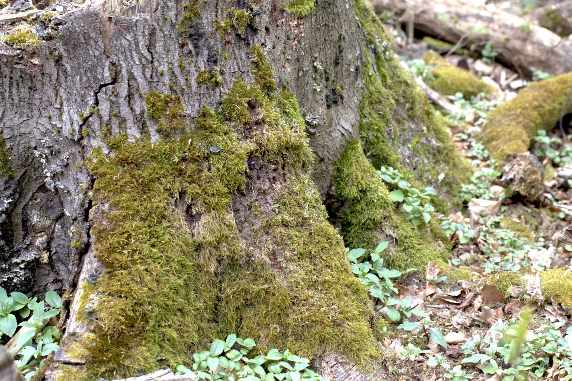Lokation: Deutschland | Nordrhein-Westfalen | Heinsberg | Wassenberg Kategorien: Baum, Datum: 30.04.2021