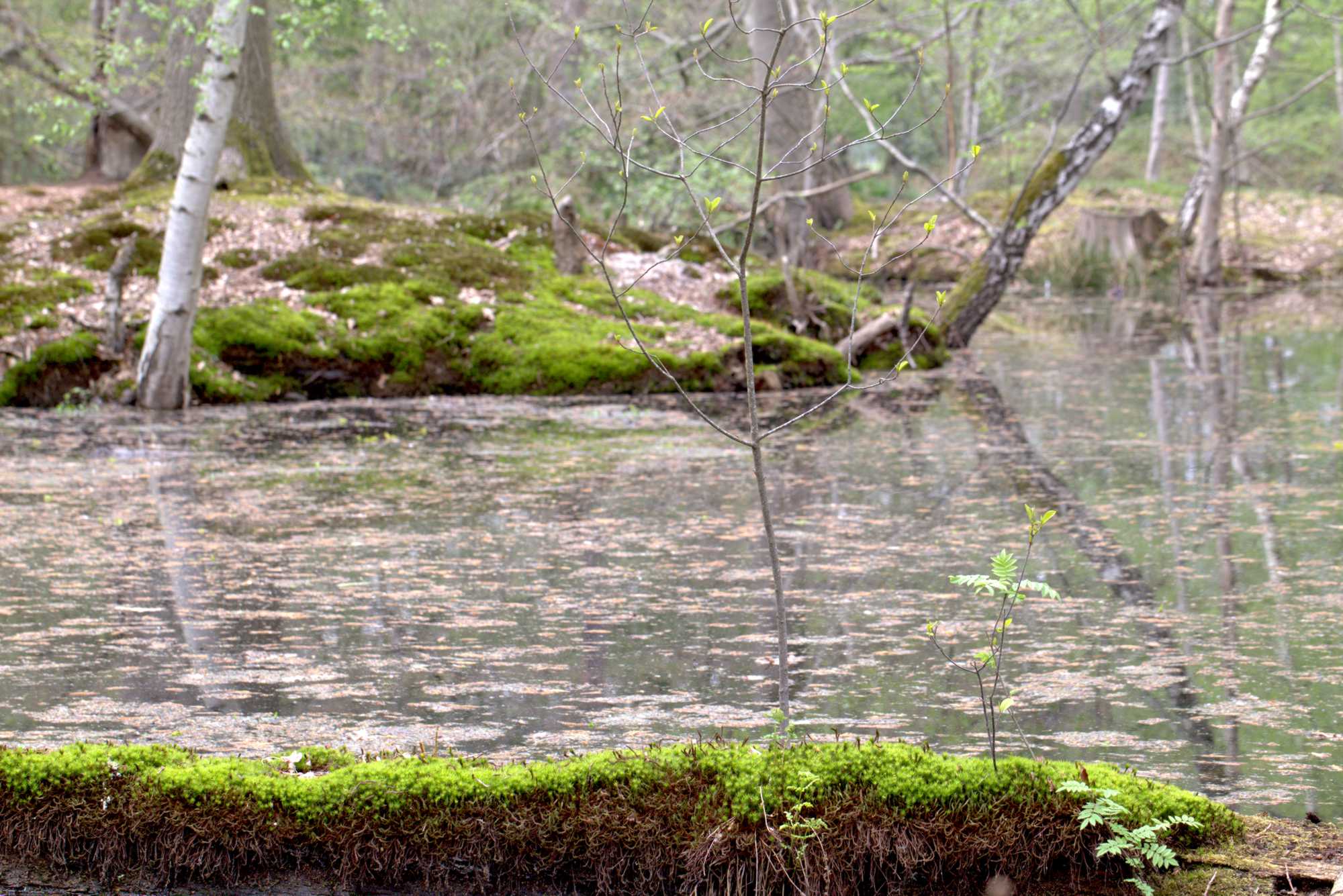 Lokation: Deutschland | Nordrhein-Westfalen | Heinsberg | Wassenberg Kategorien: Teich, Datum: 30.04.2021