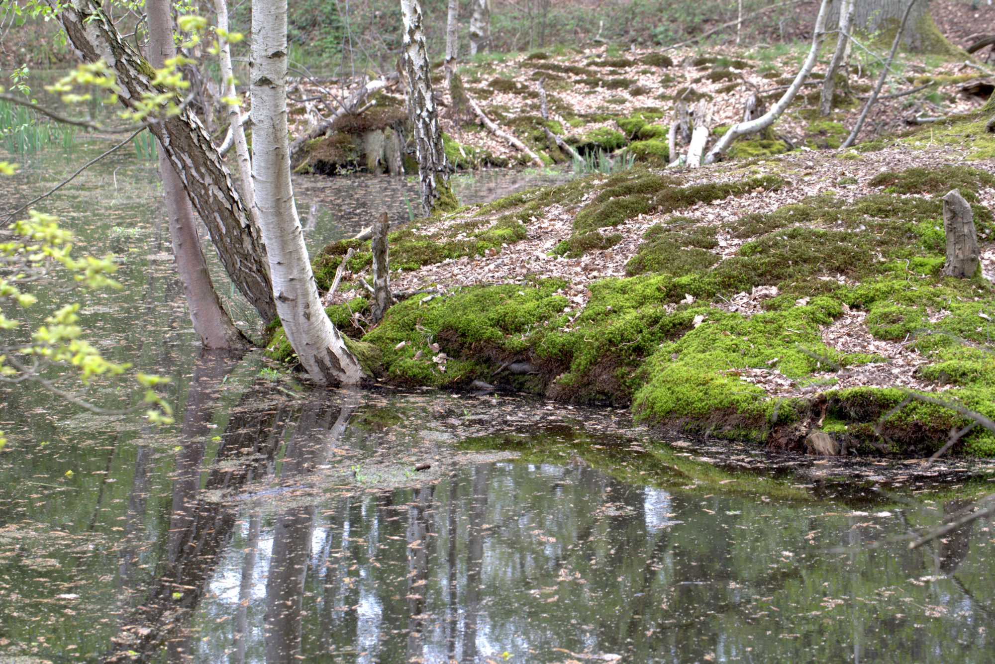 Lokation: Deutschland | Nordrhein-Westfalen | Heinsberg | Wassenberg Kategorien: Teich, Datum: 30.04.2021