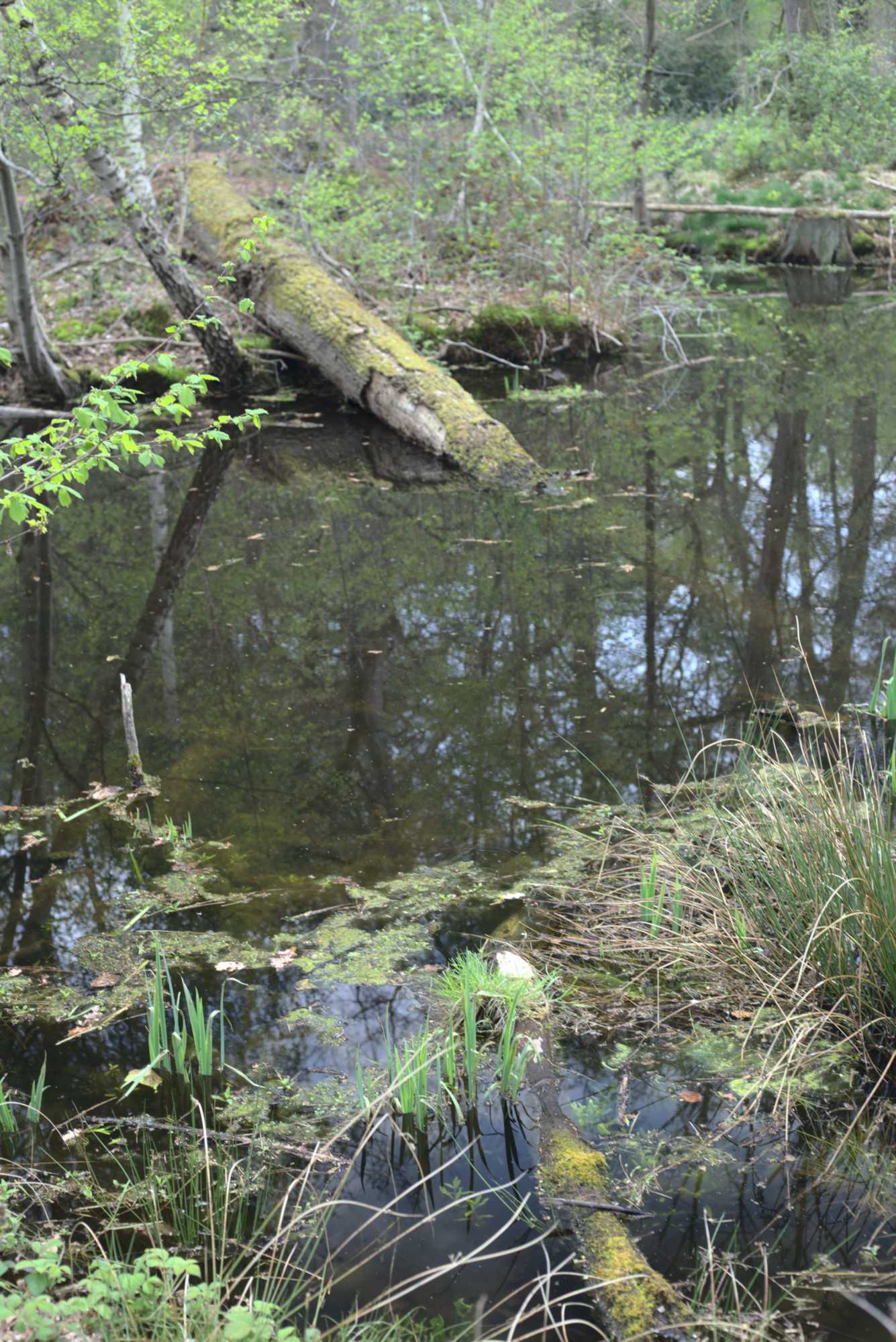 Lokation: Deutschland | Nordrhein-Westfalen | Heinsberg | Wassenberg Kategorien: Teich, Datum: 30.04.2021
