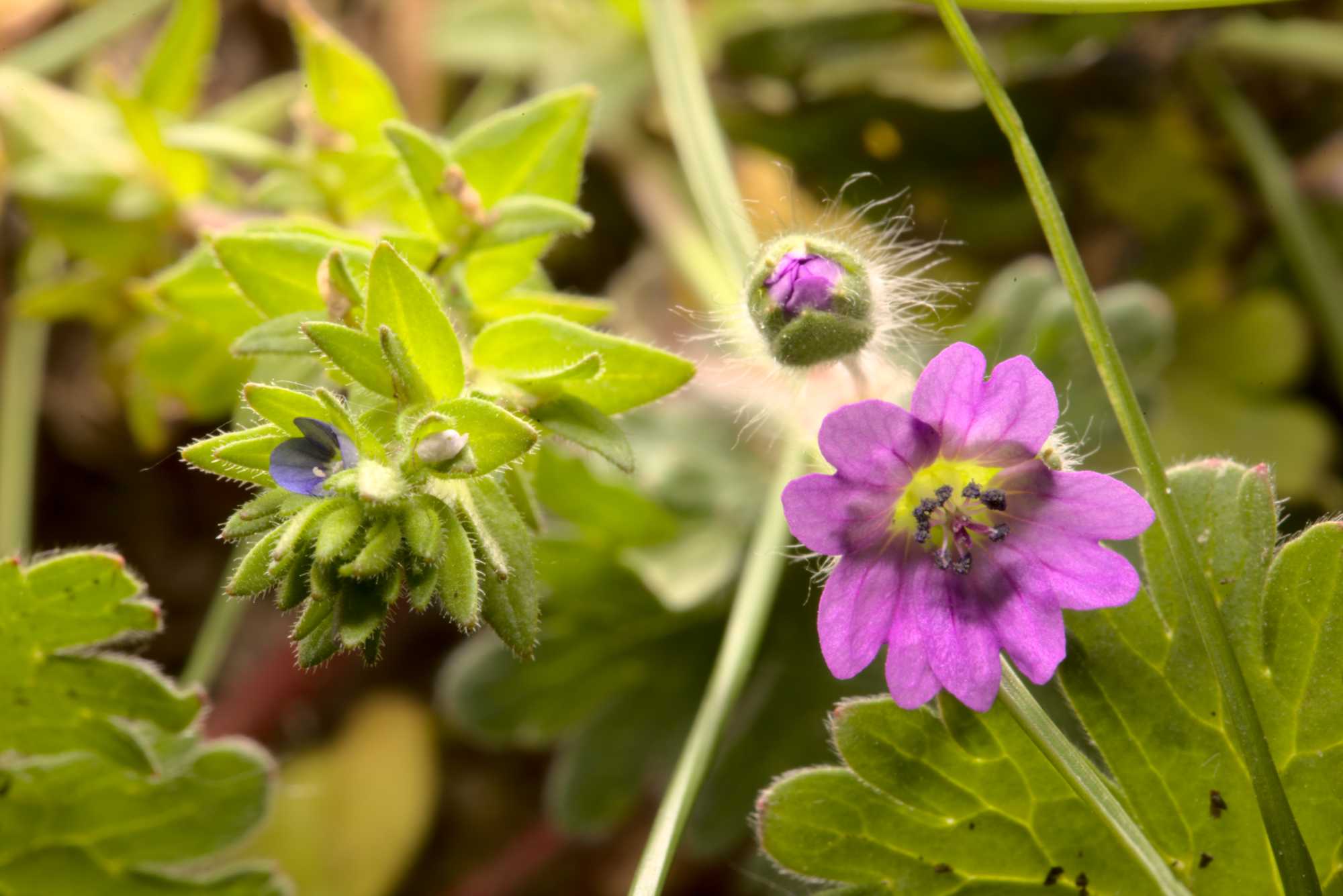 Lokation: Deutschland | Nordrhein-Westfalen | Heinsberg | Wassenberg Kategorien: Blüte, Hortus rusticus, Datum: 09.05.2021