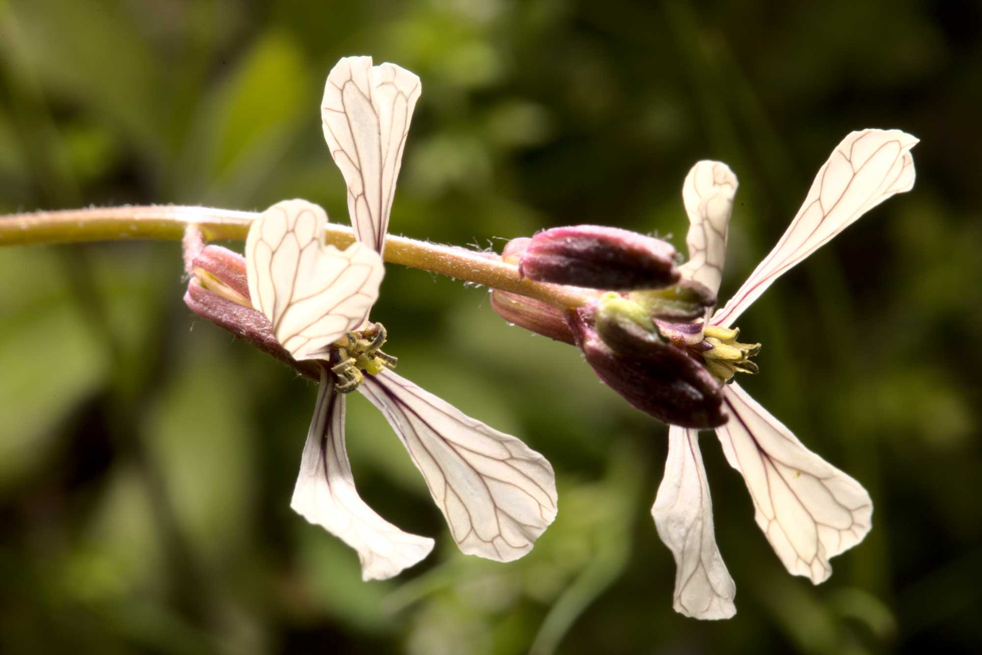 Lokation: Deutschland | Nordrhein-Westfalen | Heinsberg | Wassenberg Kategorien: Blüte, Hortus rusticus, Datum: 09.05.2021