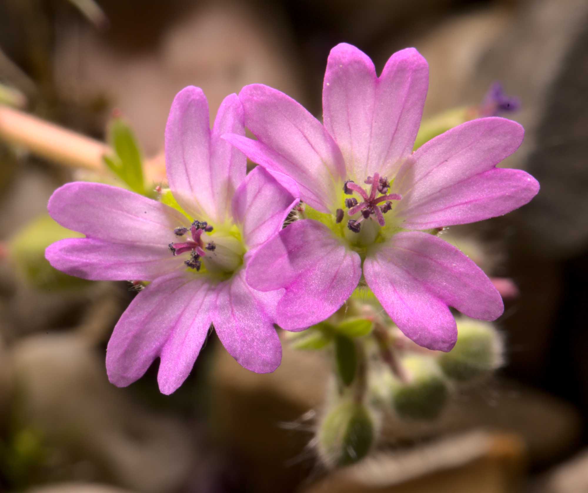 Lokation: Deutschland | Nordrhein-Westfalen | Heinsberg | Wassenberg Kategorien: Blüte, Hortus rusticus, Datum: 09.05.2021