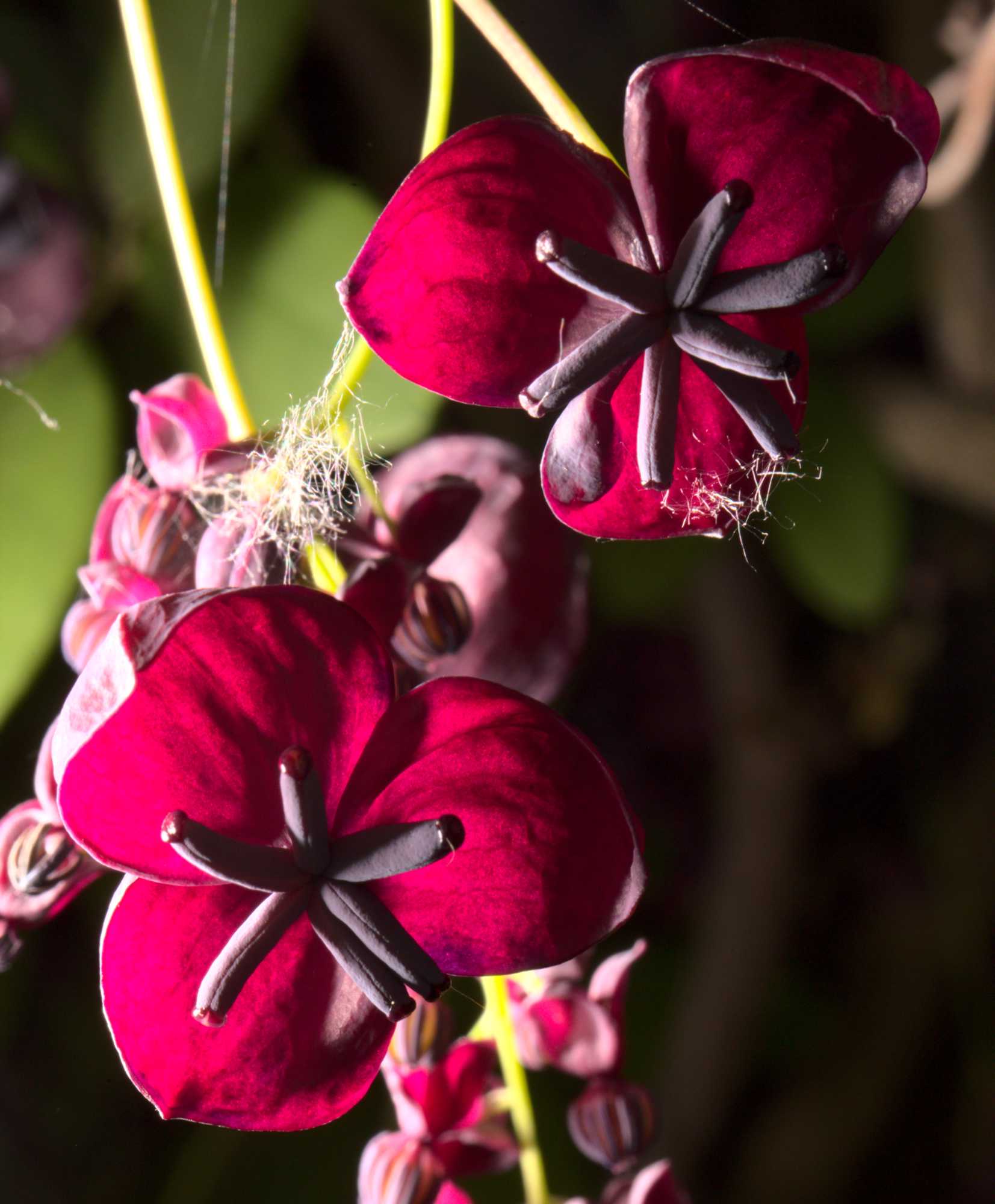 Lokation: Deutschland | Nordrhein-Westfalen | Heinsberg | Wassenberg Kategorien: Blüte, Hortus rusticus, Datum: 09.05.2021