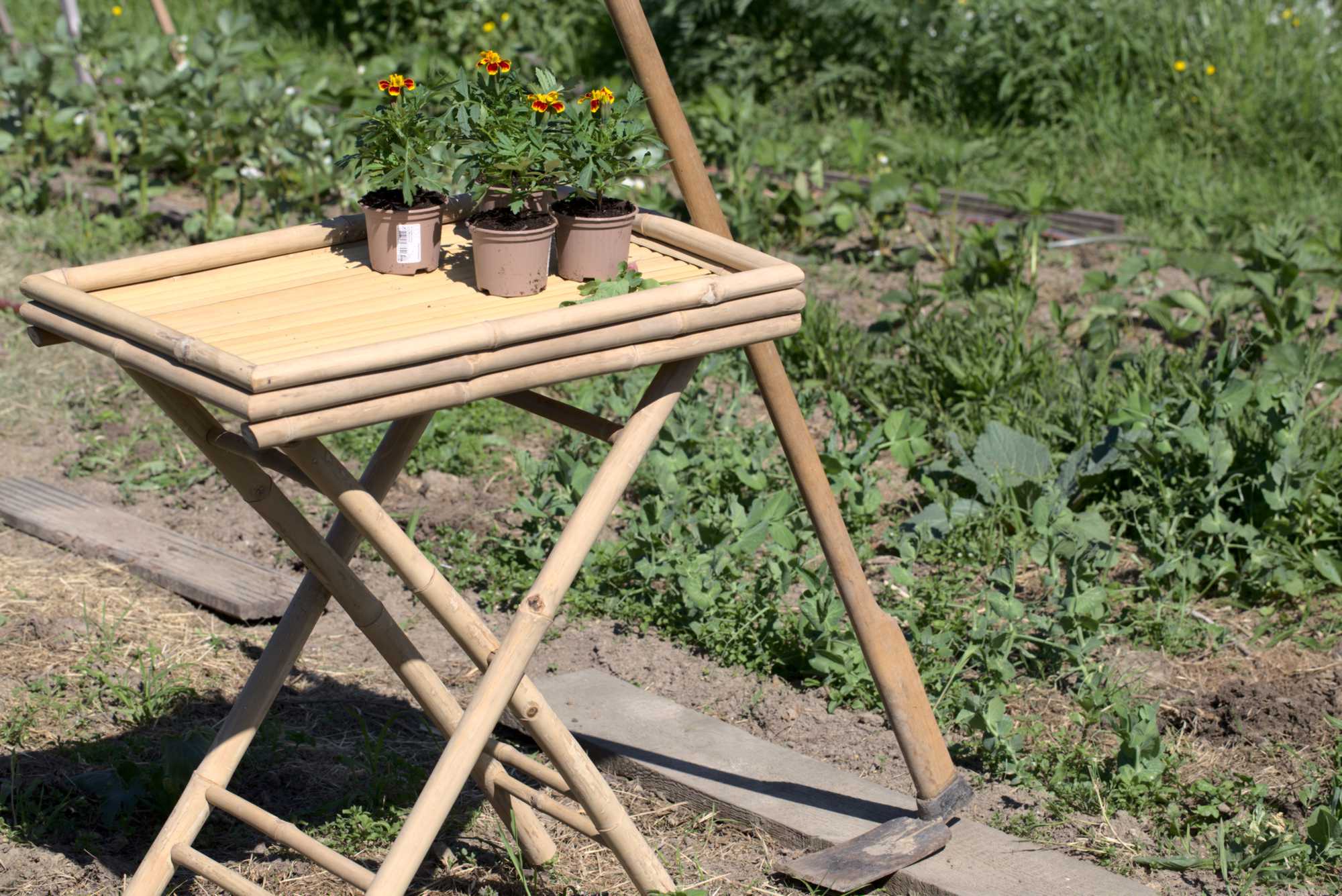 Lokation: Deutschland | Nordrhein-Westfalen | Heinsberg | Wassenberg Kategorien: Nutzgarten, Hortus rusticus, Bauerngarten, Selbstversorgung, Datum: 01.06.2021