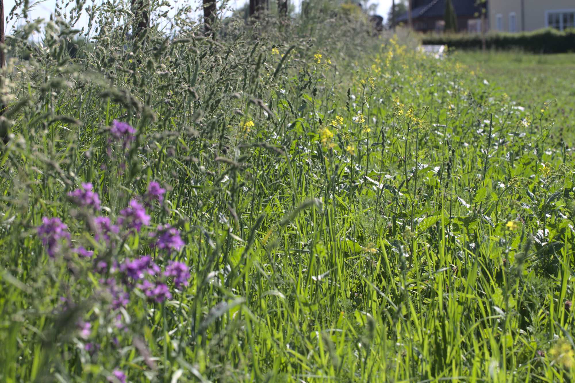 Lokation: Deutschland | Nordrhein-Westfalen | Heinsberg | Heinsberg Kategorien: Wiese, Datum: 02.06.2021