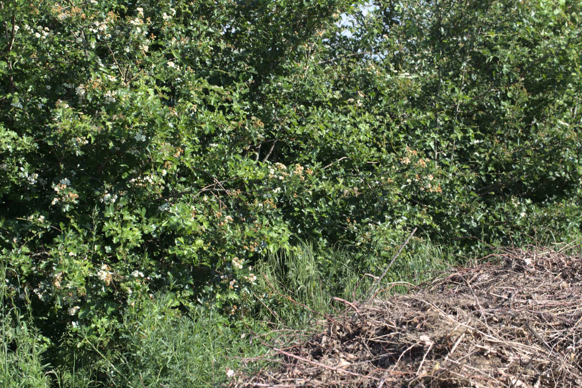 Lokation: Deutschland | Nordrhein-Westfalen | Heinsberg | Heinsberg Kategorien: Wiese, Datum: 02.06.2021