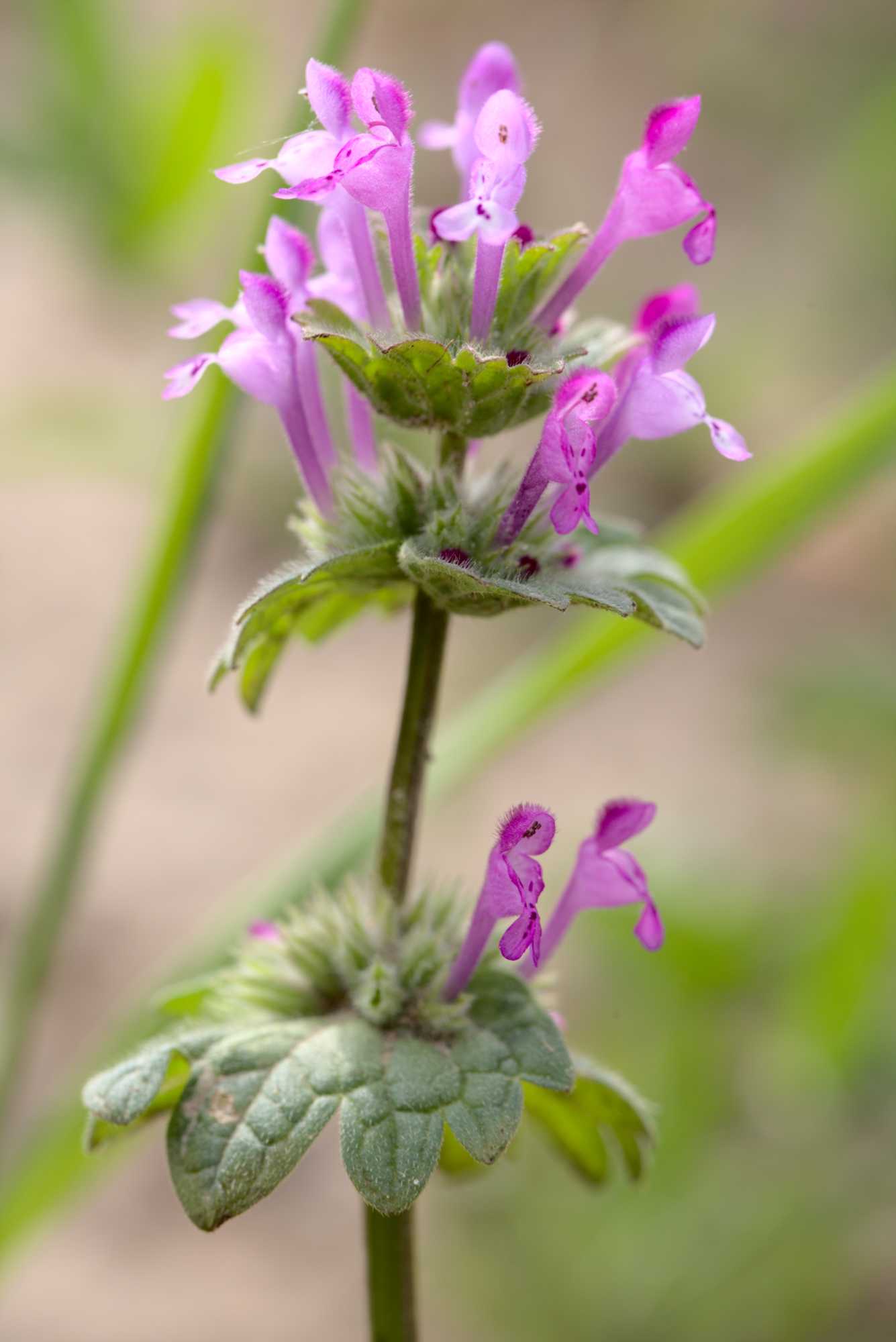 Lokation: Deutschland | Nordrhein-Westfalen | Heinsberg | Wassenberg Kategorien: Blüte, Datum: 03.06.2021