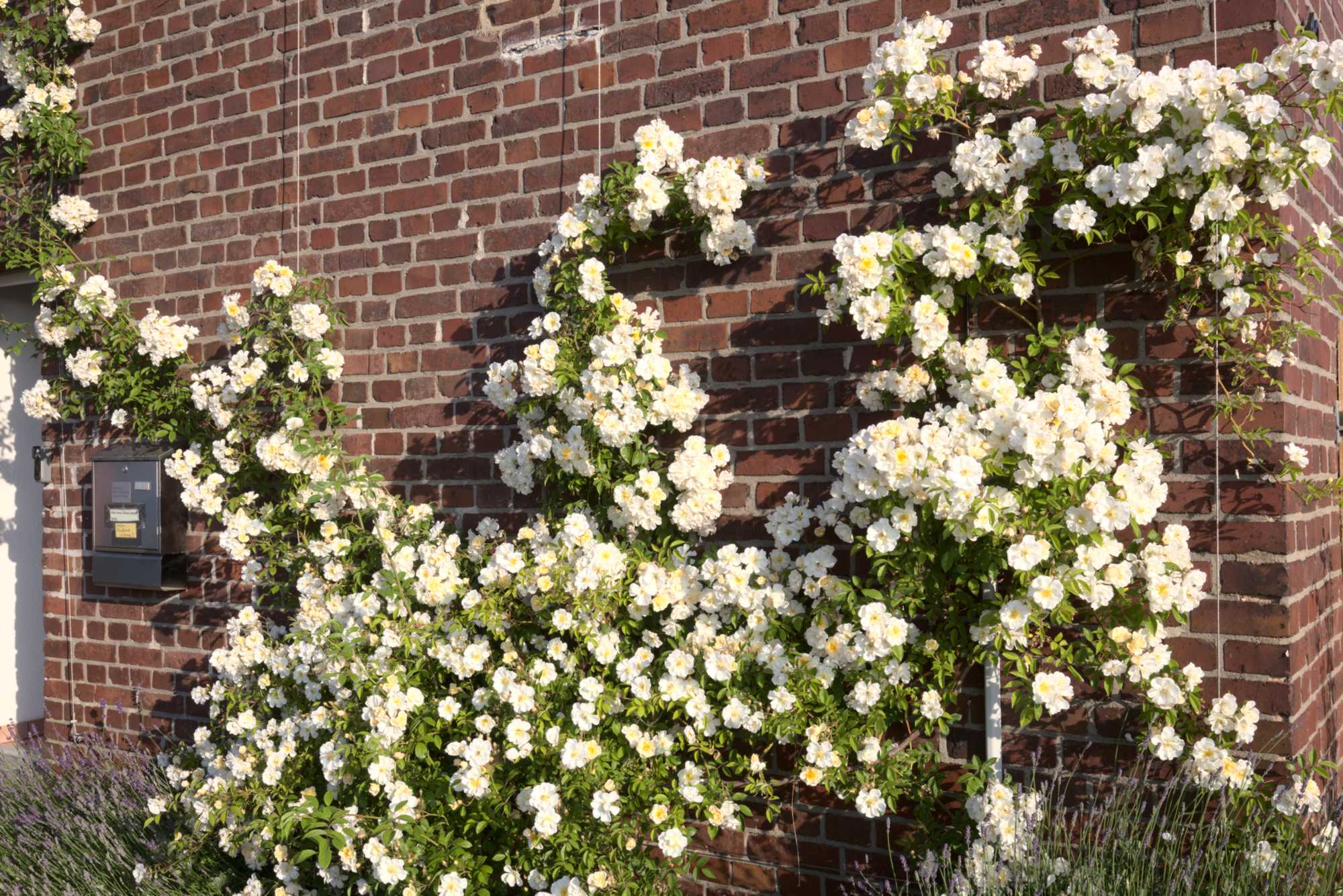 Lokation: Deutschland | Nordrhein-Westfalen | Heinsberg | Wassenberg Kategorien: Naturgarten, Kletterpflanzen, Landhausgarten, Rosen, Datum: 11.06.2021