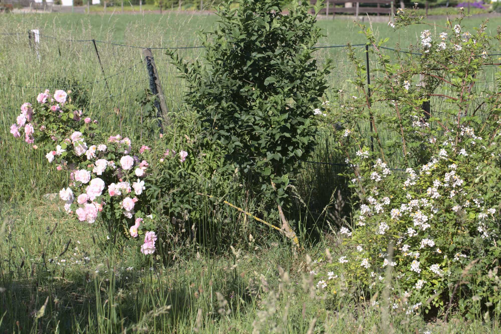 Lokation: Deutschland | Nordrhein-Westfalen | Heinsberg | Wassenberg Kategorien: Hecke, Naturgarten, Hortus rusticus, Landhausgarten, Rosen, Datum: 14.06.2021