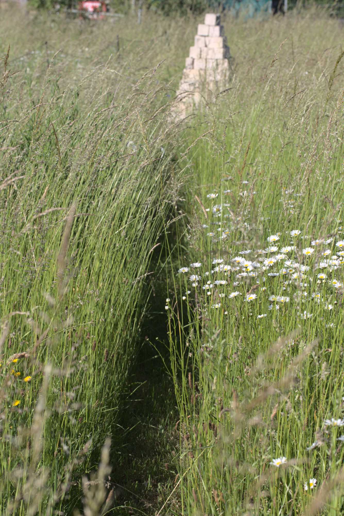 Lokation: Deutschland | Nordrhein-Westfalen | Heinsberg | Wassenberg Kategorien: Wiese, Hortus rusticus, Datum: 14.06.2021