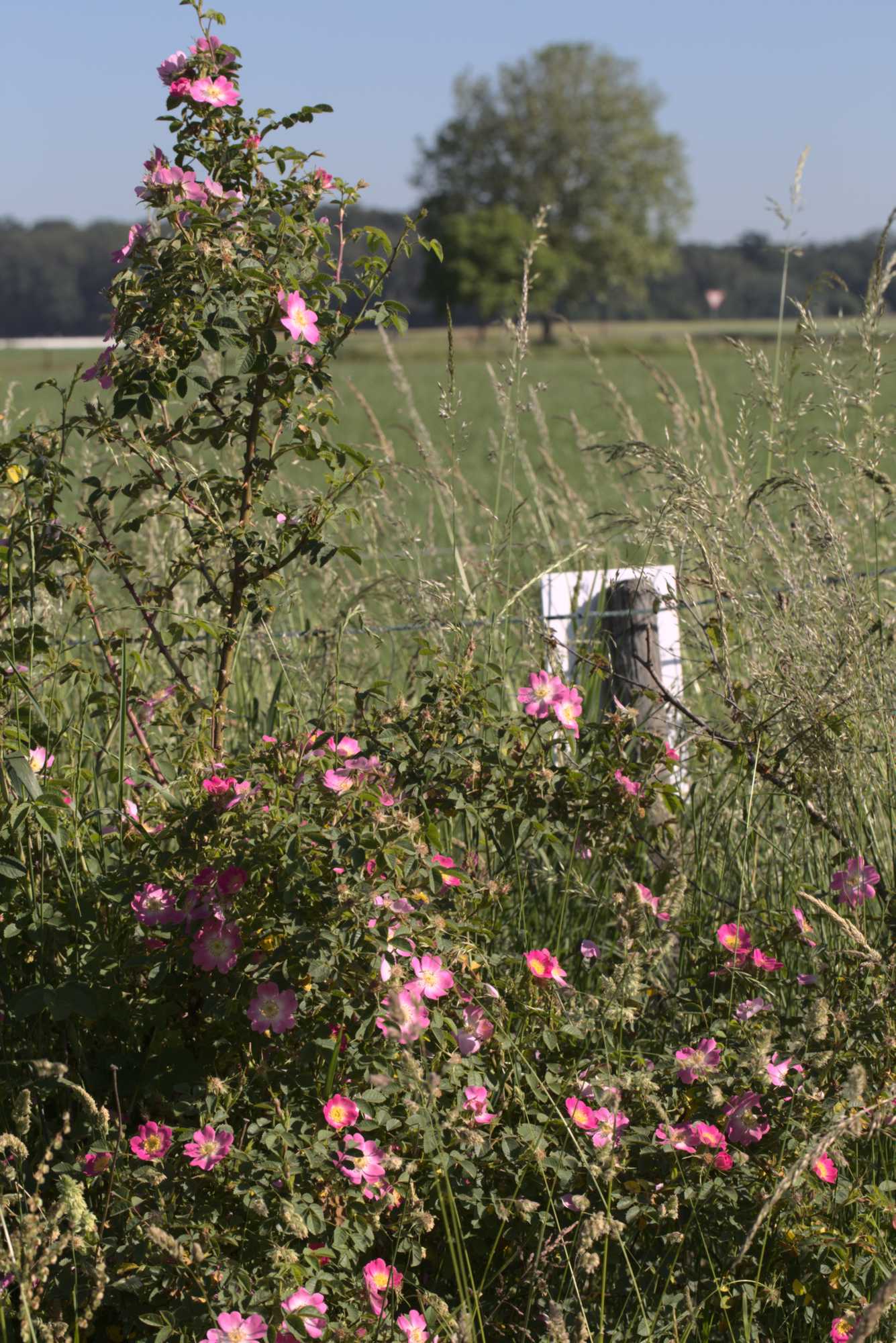 Lokation: Deutschland | Nordrhein-Westfalen | Heinsberg | Wassenberg Kategorien: Hecke, Naturgarten, Hortus rusticus, Landhausgarten, Rosen, Datum: 14.06.2021