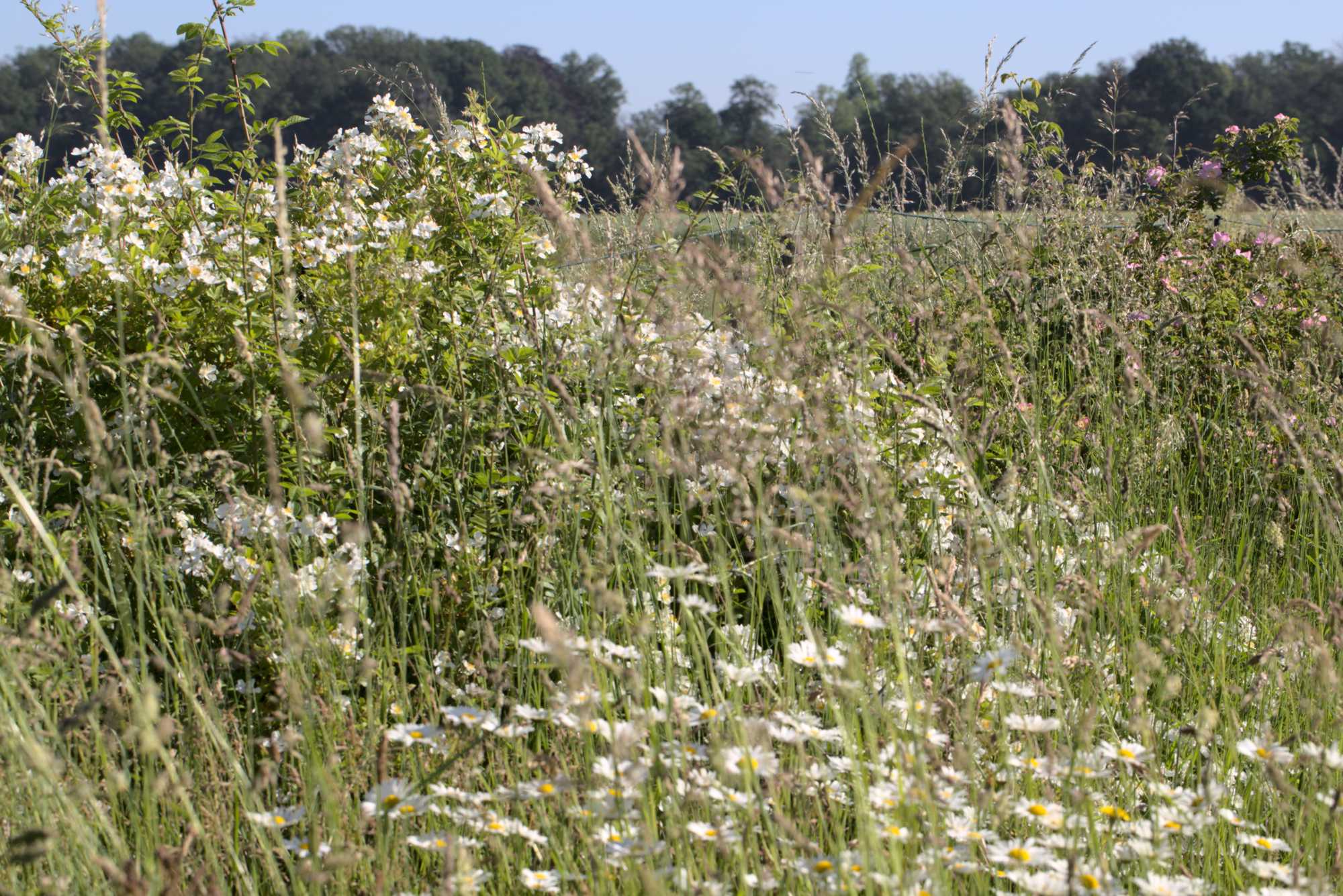 Lokation: Deutschland | Nordrhein-Westfalen | Heinsberg | Wassenberg Kategorien: Wiese, Hortus rusticus, Datum: 14.06.2021