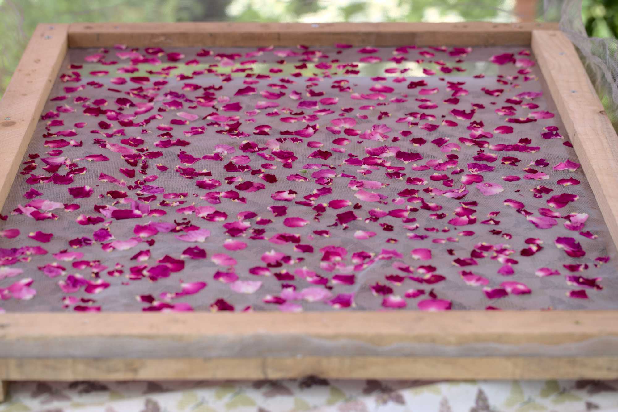 Lokation: Deutschland | Nordrhein-Westfalen | Heinsberg | Wassenberg Kategorien: Essen, Nutzgarten, Hortus rusticus, Ernte, Selbstversorgung, Datum: 16.06.2021