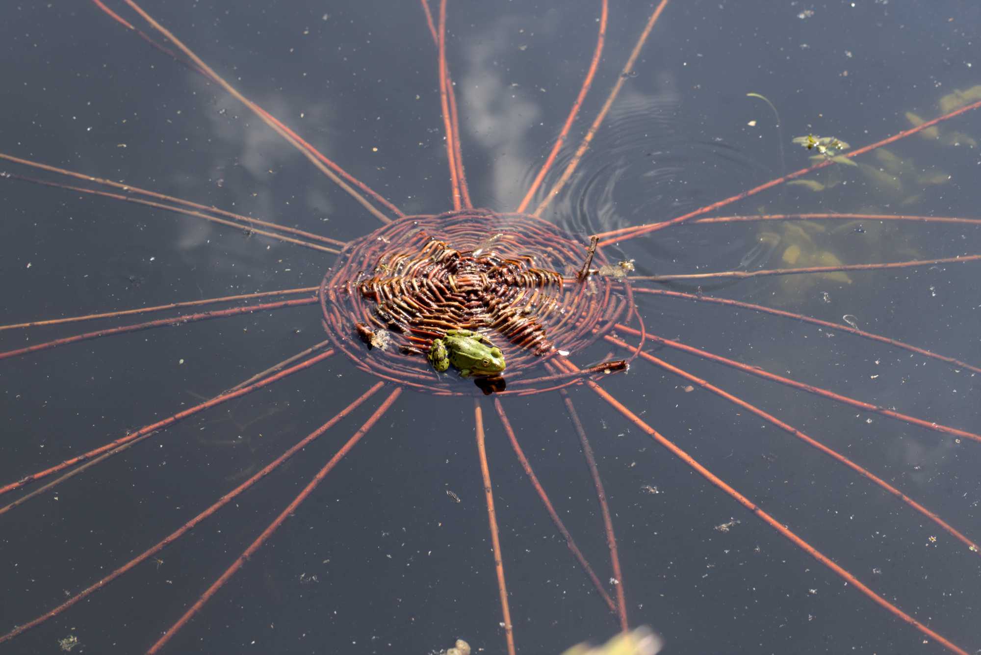 Lokation: Deutschland | Nordrhein-Westfalen | Heinsberg | Wassenberg Kategorien: Teich, Hortus rusticus, Datum: 16.06.2021