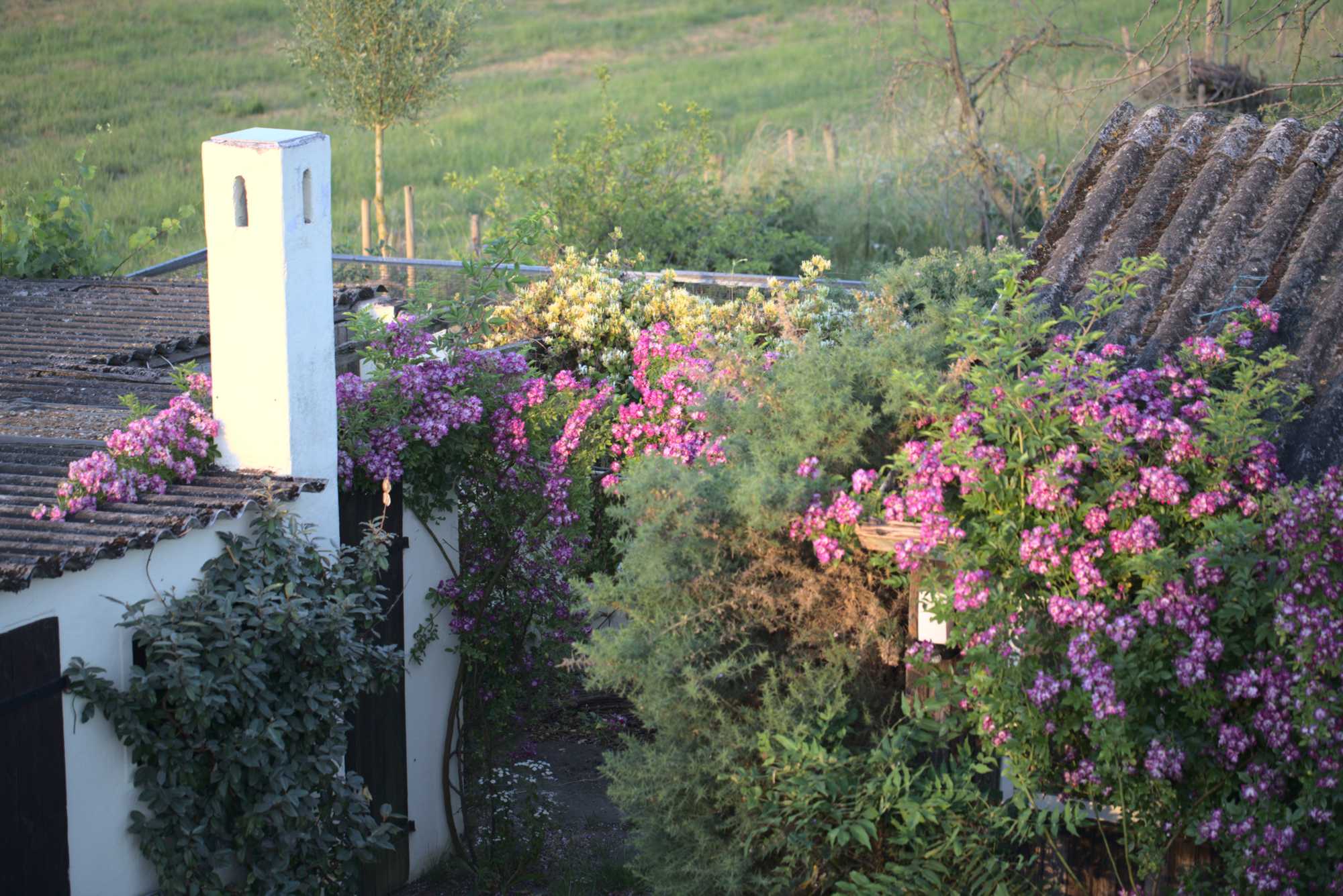 Lokation: Deutschland | Nordrhein-Westfalen | Heinsberg | Wassenberg Kategorien: Naturgarten, Kletterpflanzen, Hortus rusticus, Landhausgarten, Rosen, Datum: 19.06.2021