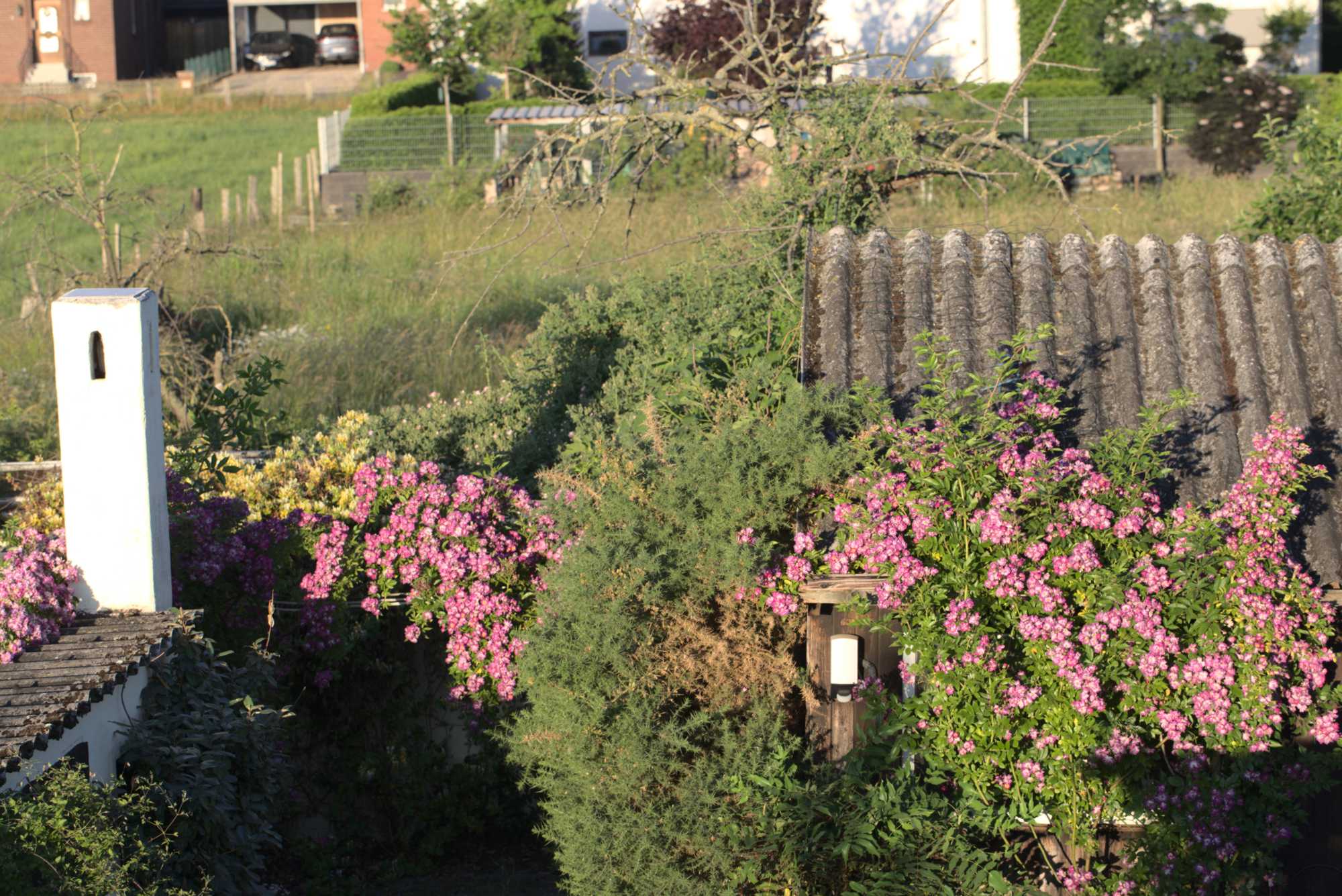 Lokation: Deutschland | Nordrhein-Westfalen | Heinsberg | Wassenberg Kategorien: Naturgarten, Kletterpflanzen, Hortus rusticus, Landhausgarten, Rosen, Datum: 19.06.2021
