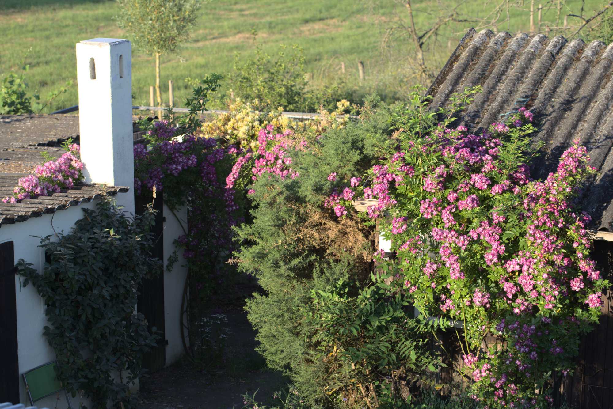 Lokation: Deutschland | Nordrhein-Westfalen | Heinsberg | Wassenberg Kategorien: Naturgarten, Kletterpflanzen, Hortus rusticus, Landhausgarten, Rosen, Datum: 19.06.2021