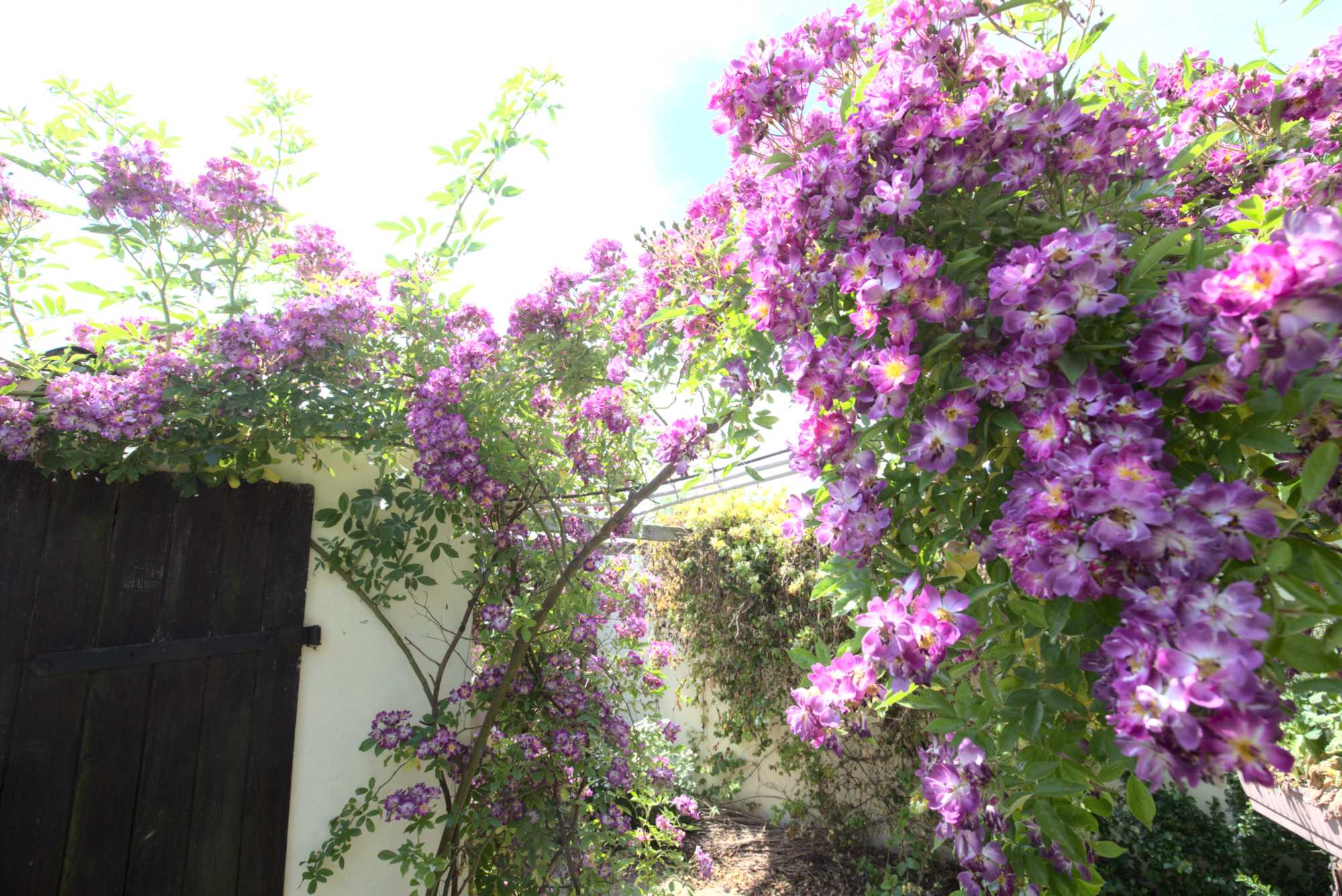 Lokation: Deutschland | Nordrhein-Westfalen | Heinsberg | Wassenberg Kategorien: Naturgarten, Kletterpflanzen, Hortus rusticus, Landhausgarten, Rosen, Datum: 19.06.2021