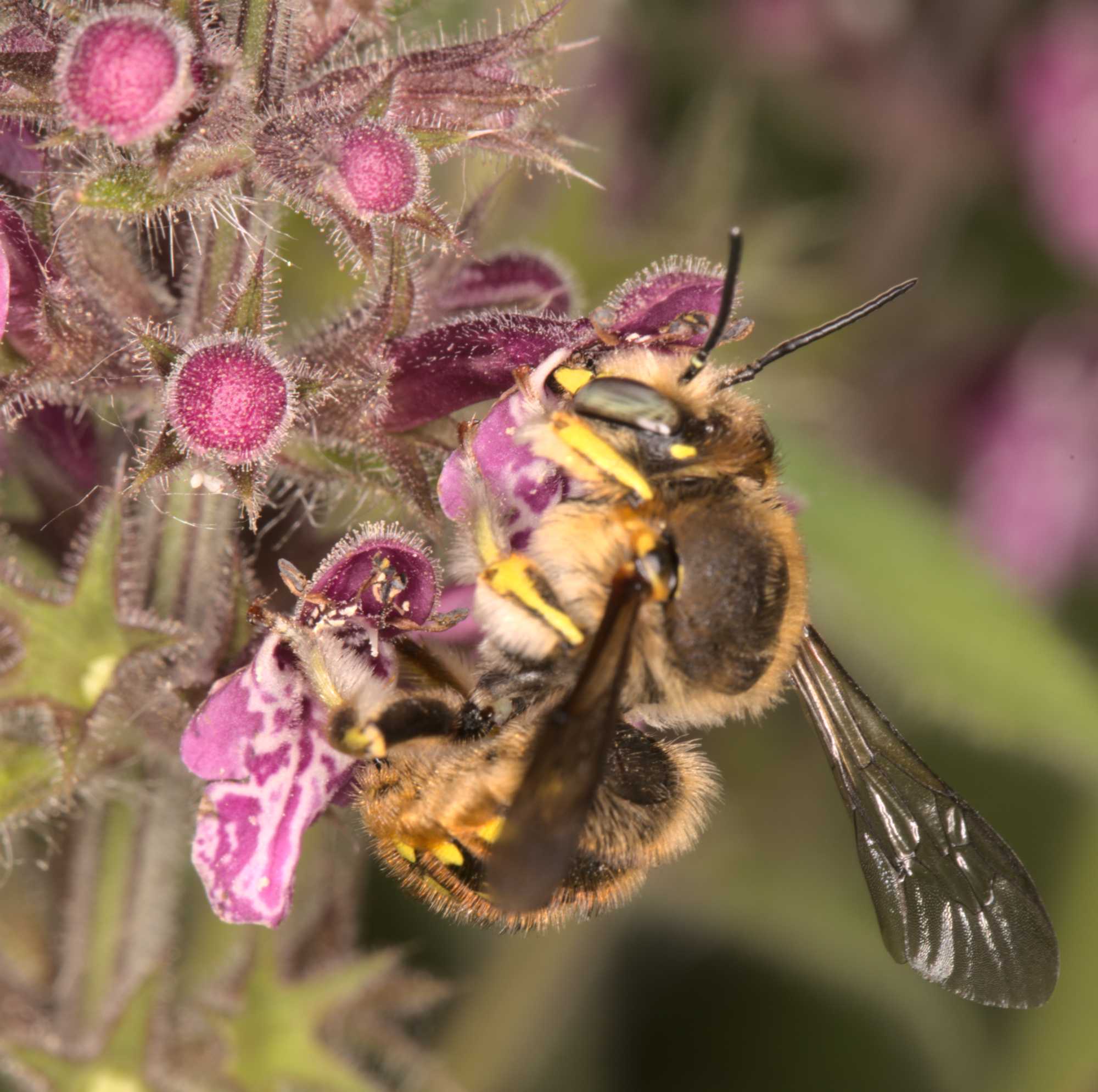 Garten-Wollbiene (Anthidium manicatum), Lokation: Deutschland | Nordrhein-Westfalen | Heinsberg | Wassenberg Kategorien: Bienen, Familie: Megachilidae (Bauchsammlerbienen), Datum: 20.06.2021
