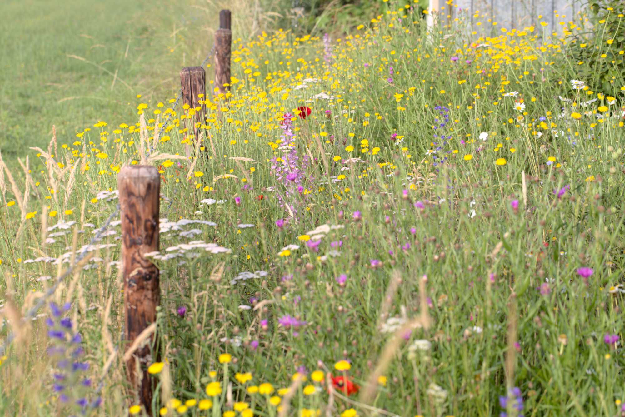 Lokation: Deutschland | Nordrhein-Westfalen | Heinsberg | Wassenberg Kategorien: Naturgarten, Magerbeet, Hortus rusticus, Landhausgarten, Datum: 25.06.2021