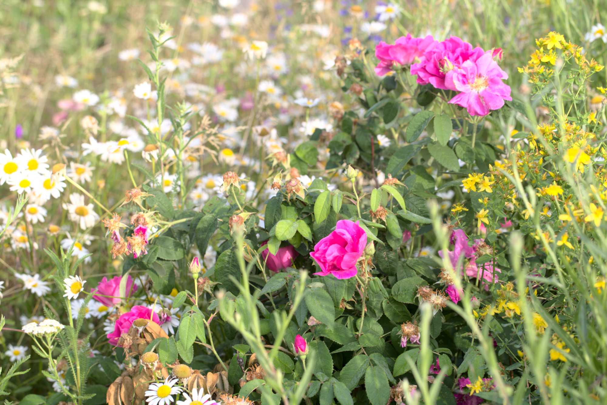 Lokation: Deutschland | Nordrhein-Westfalen | Heinsberg | Wassenberg Kategorien: Naturgarten, Landhausgarten, Rosen, Datum: 25.06.2021