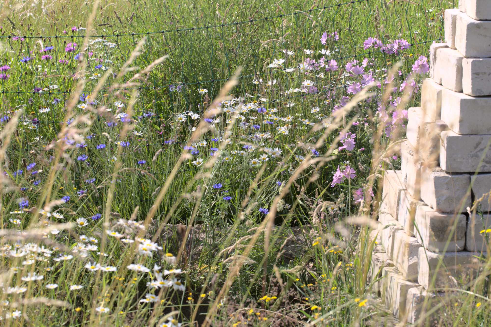 Lokation: Deutschland | Nordrhein-Westfalen | Heinsberg | Wassenberg Kategorien: Wiese, Hortus rusticus, Datum: 26.06.2021