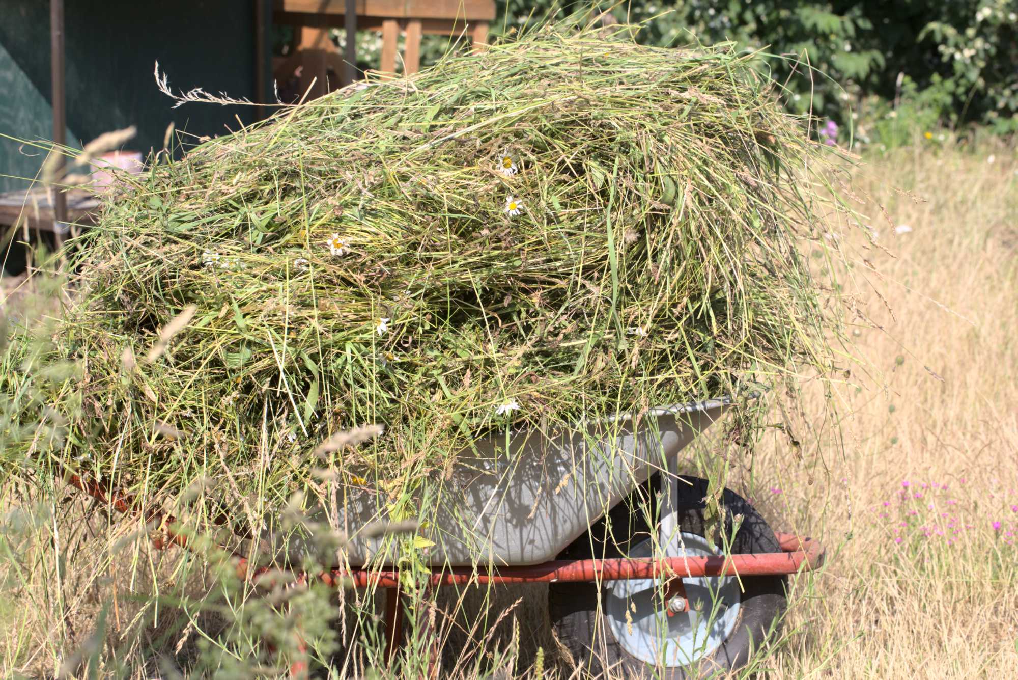 Lokation: Deutschland | Nordrhein-Westfalen | Heinsberg | Wassenberg Kategorien: Wiese, Hortus rusticus, Datum: 26.06.2021