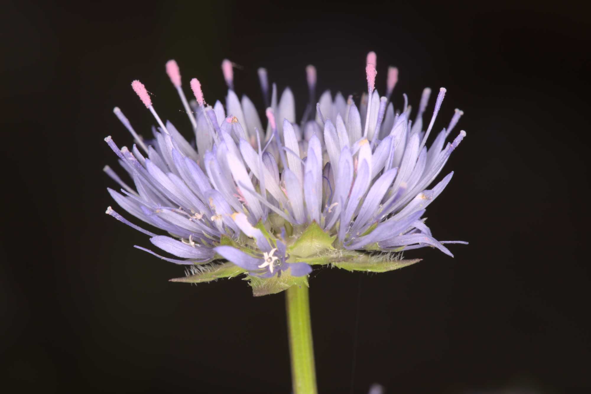Lokation: Deutschland | Nordrhein-Westfalen | Heinsberg | Wassenberg Kategorien: Blüte, Hortus rusticus, Datum: 26.06.2021